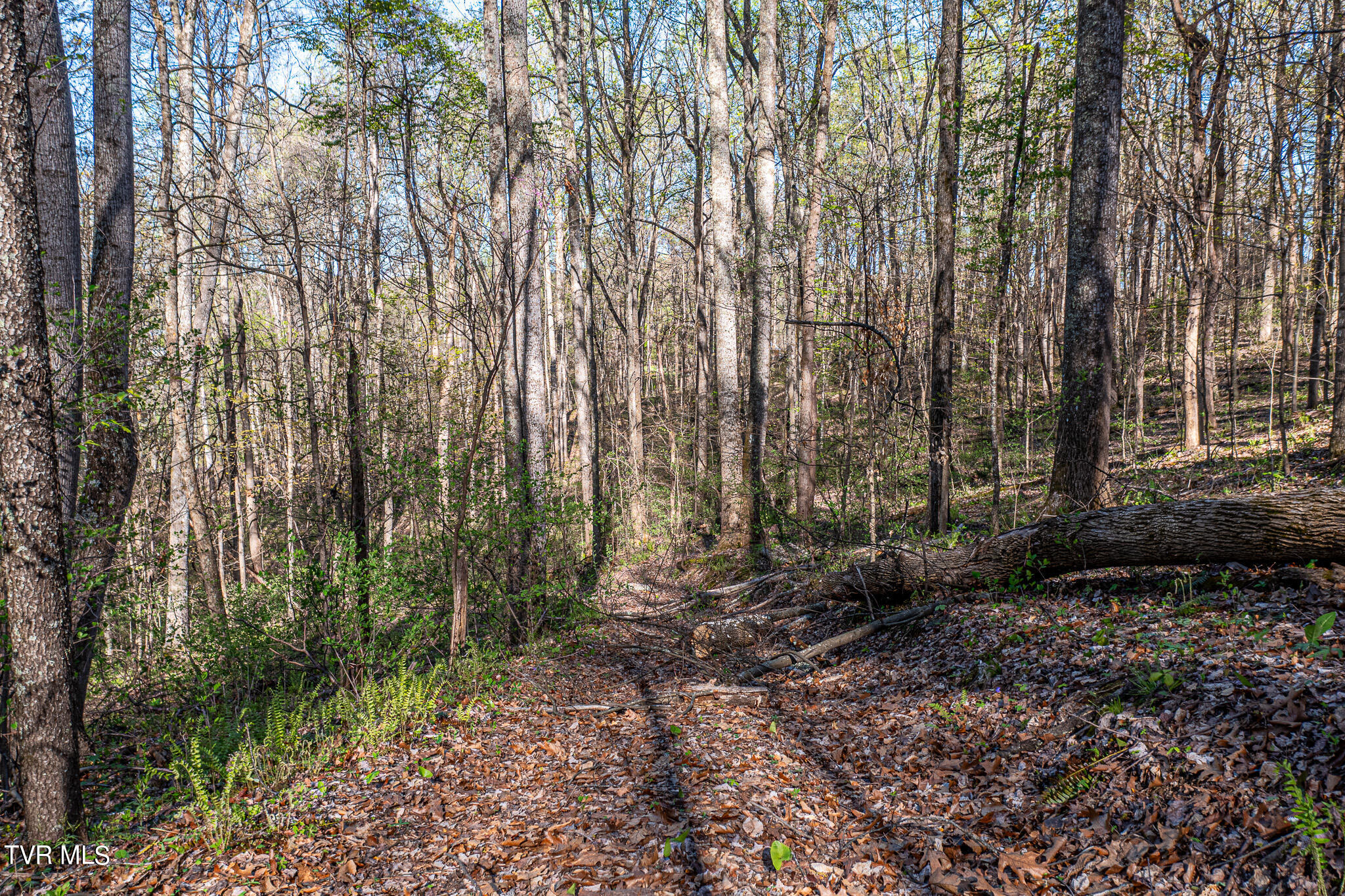 Tbd Independence Avenue, Mount Carmel, Tennessee image 13