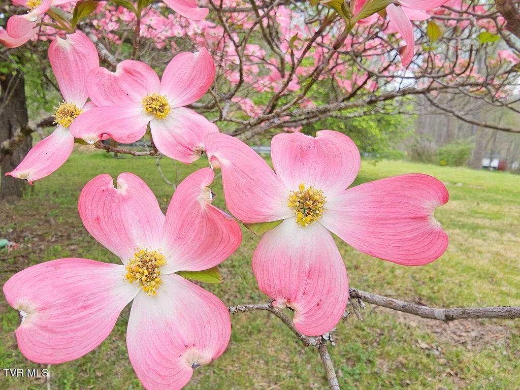 Photo of 12702 Crab Orchard Road, Coeburn, VA 24230 (MLS # 9993876)