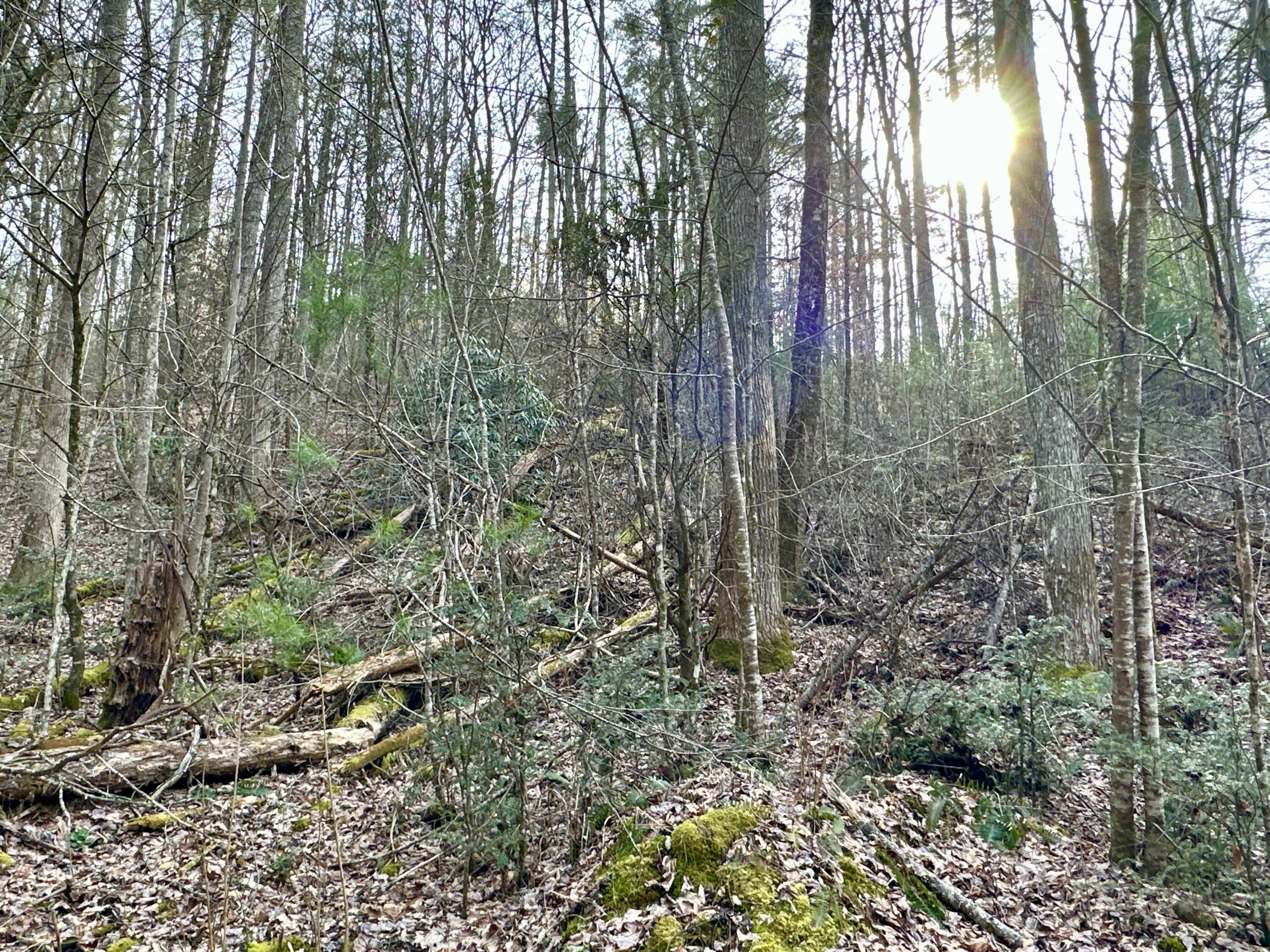 Lot 25 Standing Rock Way, Del Rio, Tennessee image 5