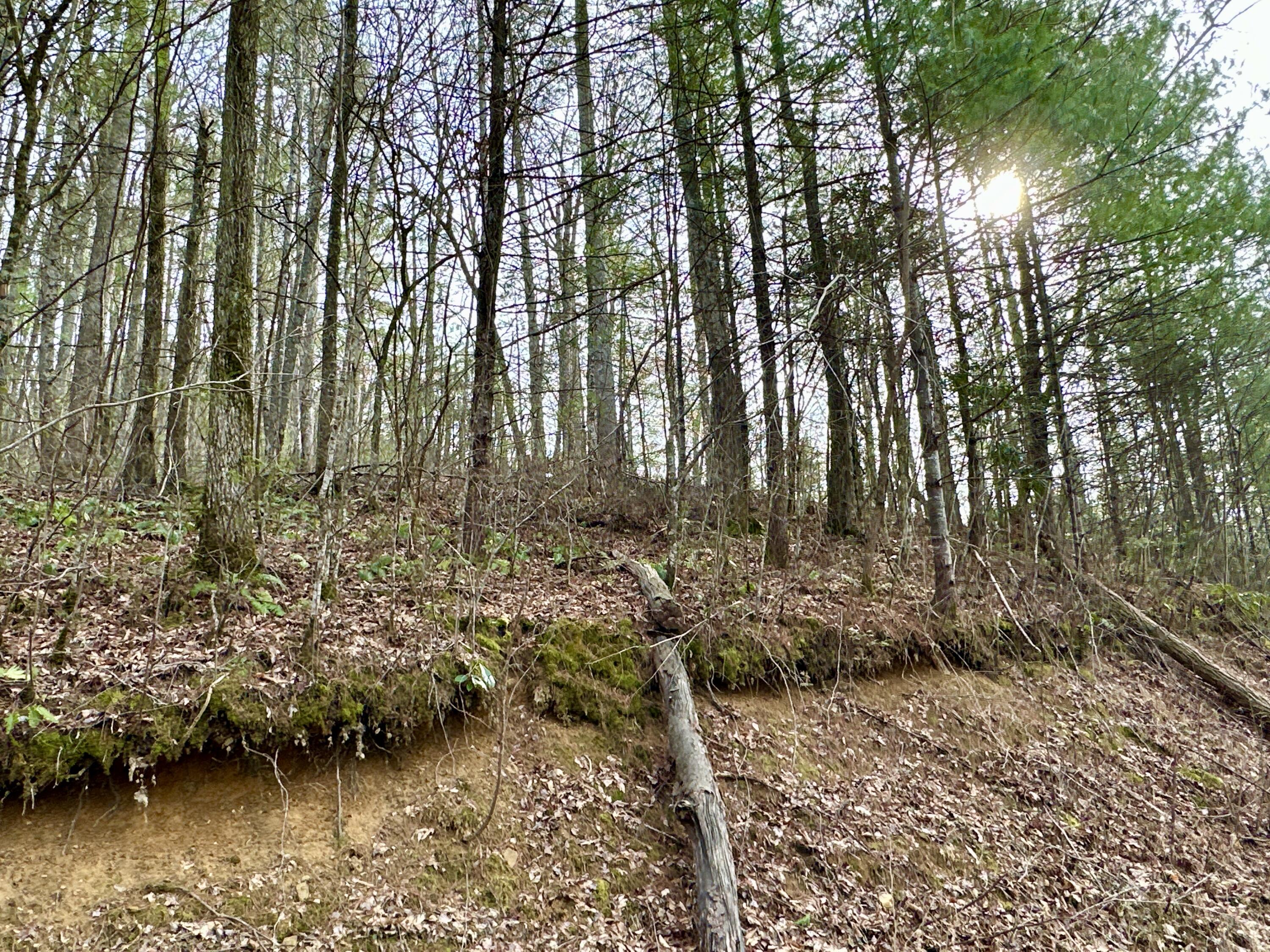 Lot 25 Standing Rock Way, Del Rio, Tennessee image 7