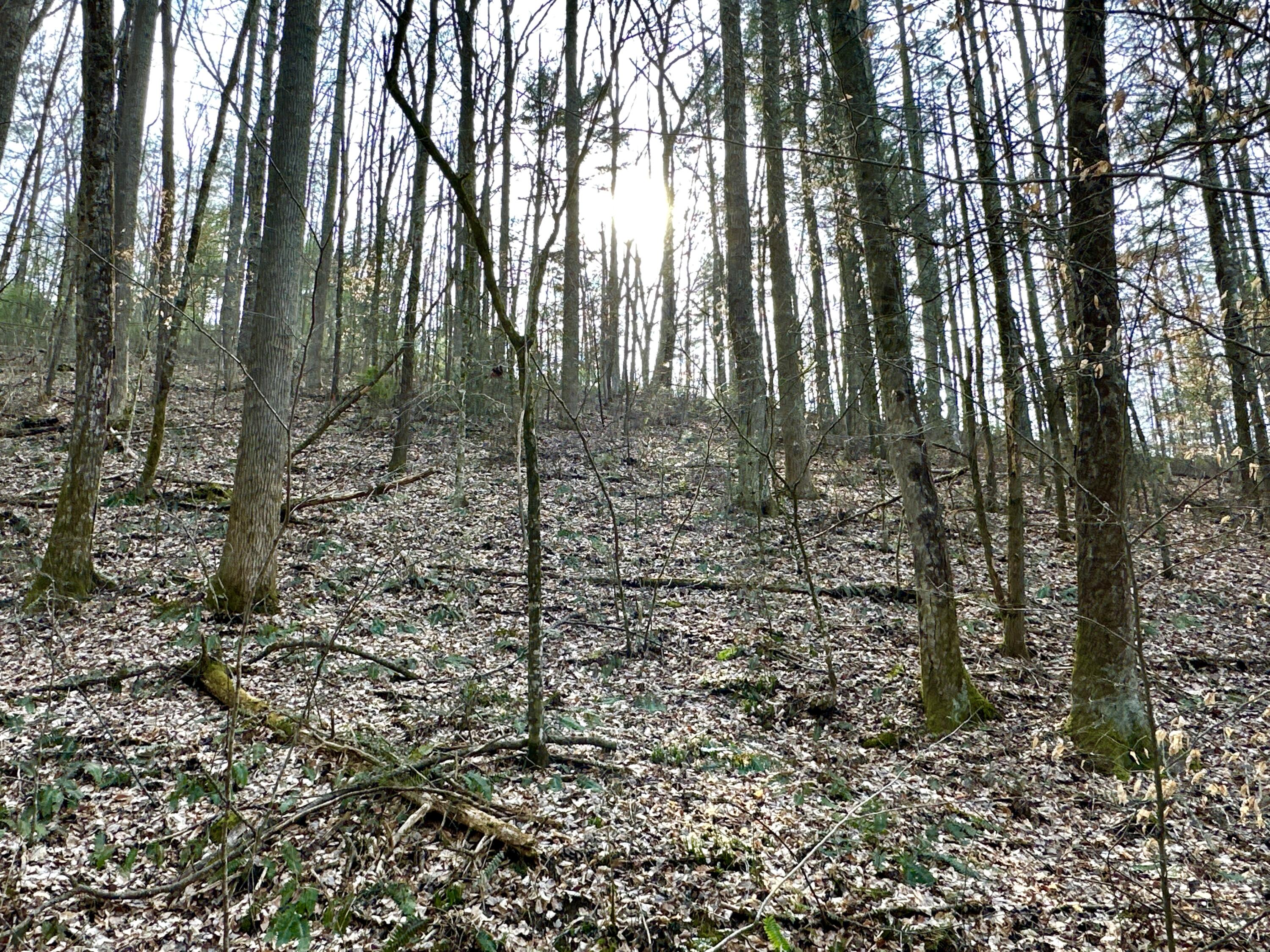Lot 25 Standing Rock Way, Del Rio, Tennessee image 2