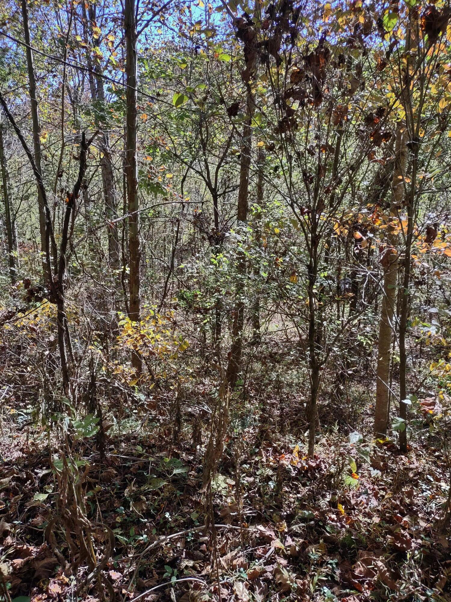 Lot 9 Fork River Road, Abingdon, Virginia image 12