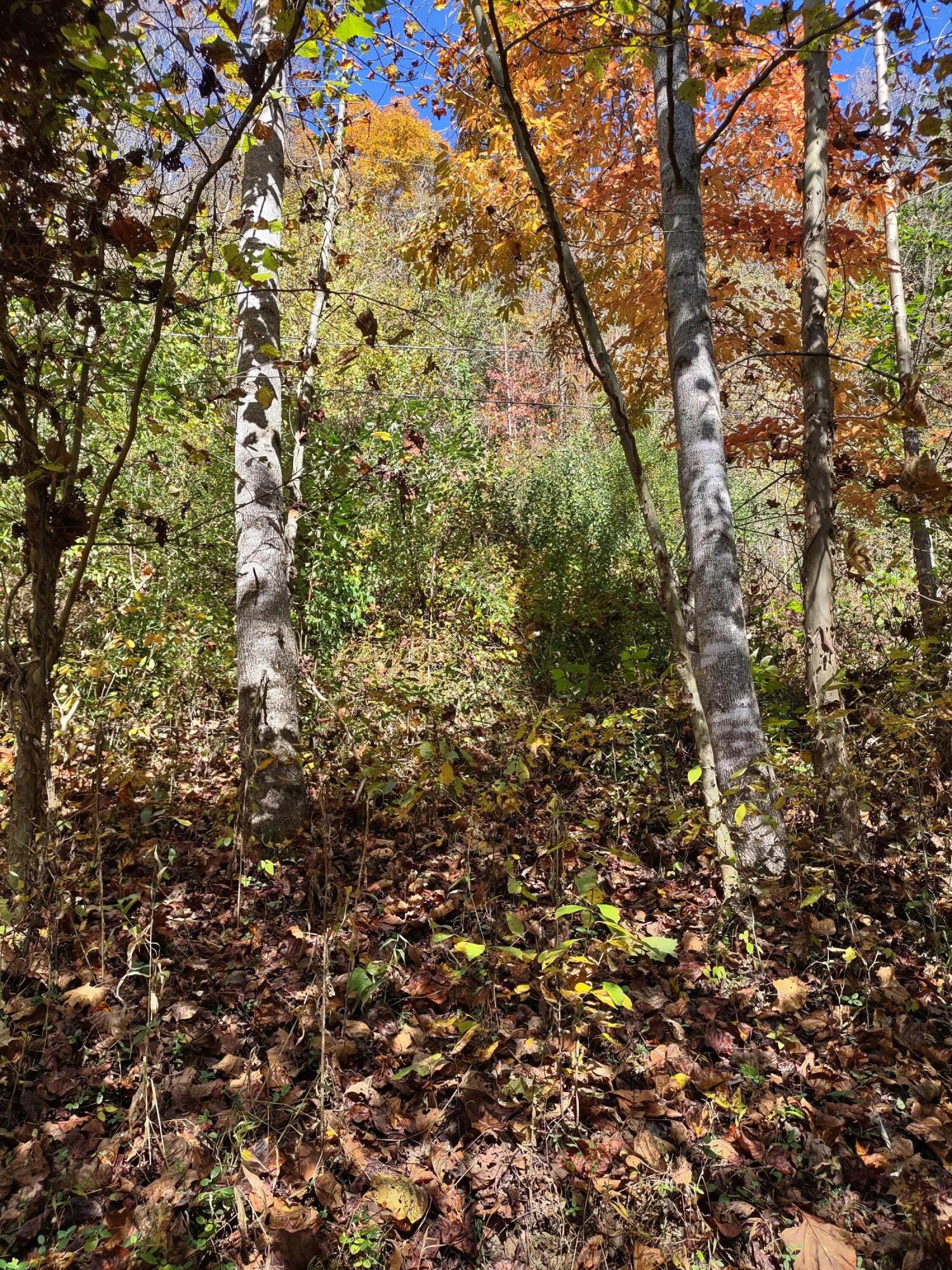 Lot 9 Fork River Road, Abingdon, Virginia image 13