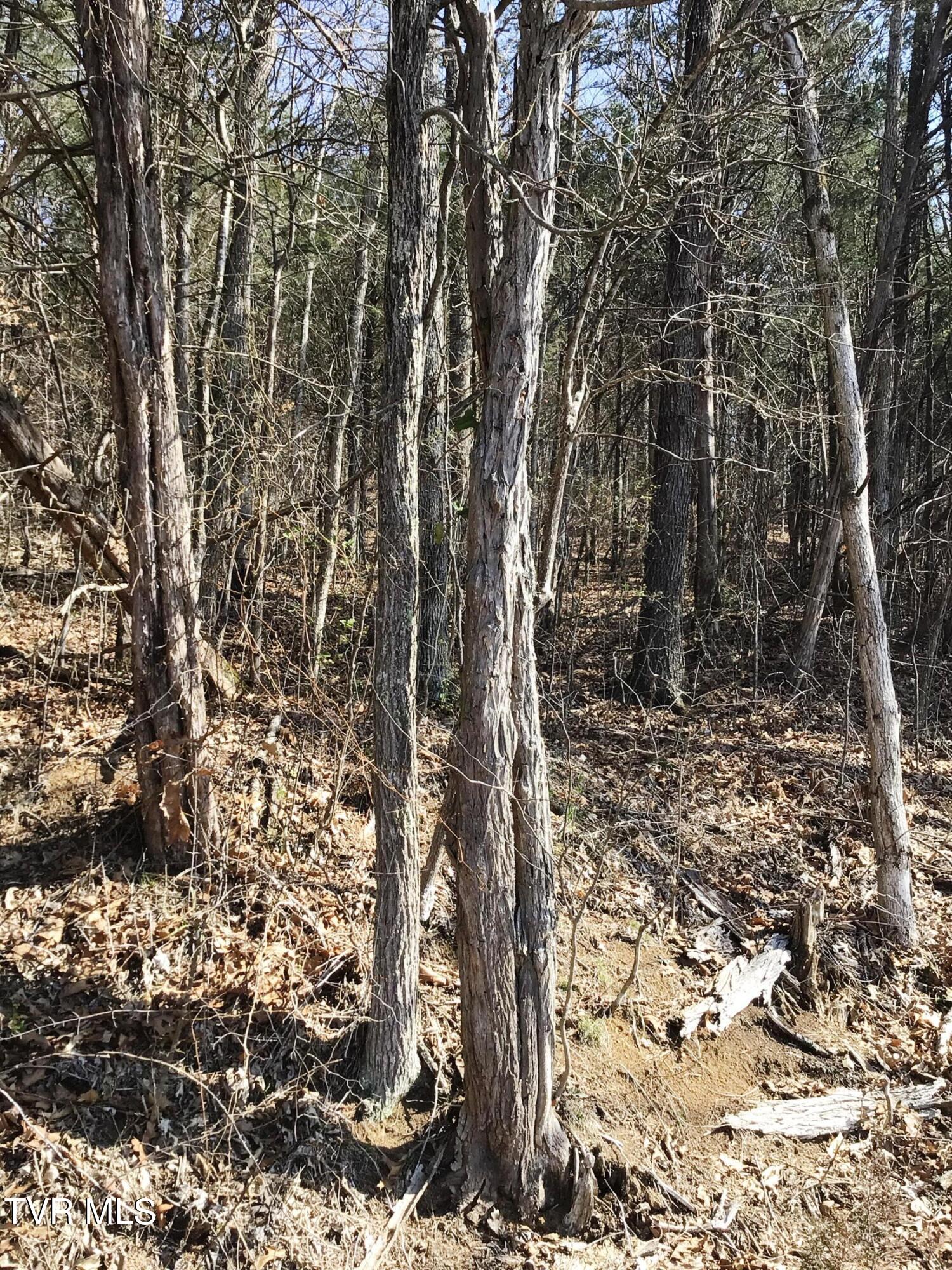 3 Andrew Johnson Highway, Bulls Gap, Tennessee image 6
