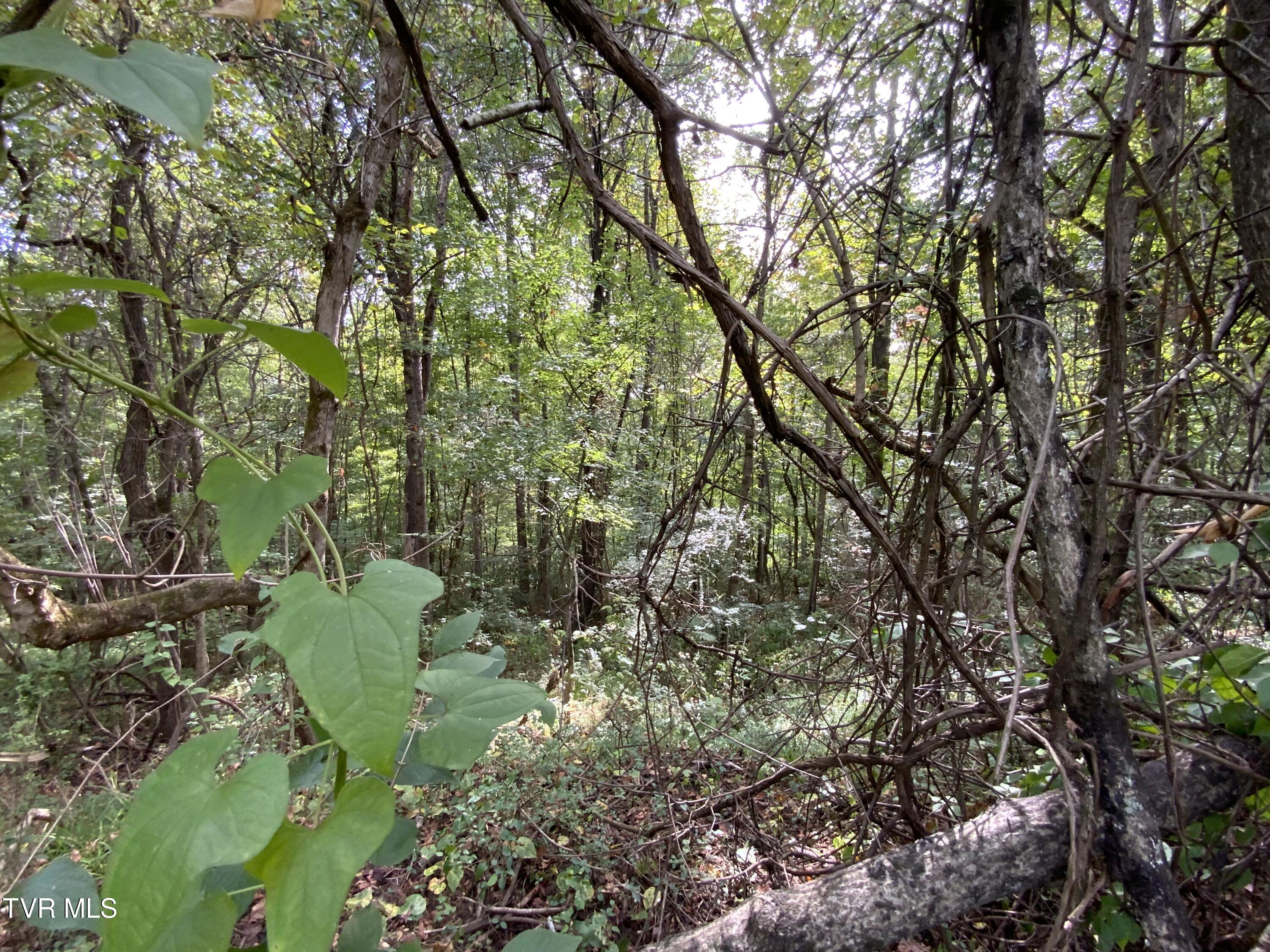 0000 Davis Rd, Rogersville, Tennessee image 5