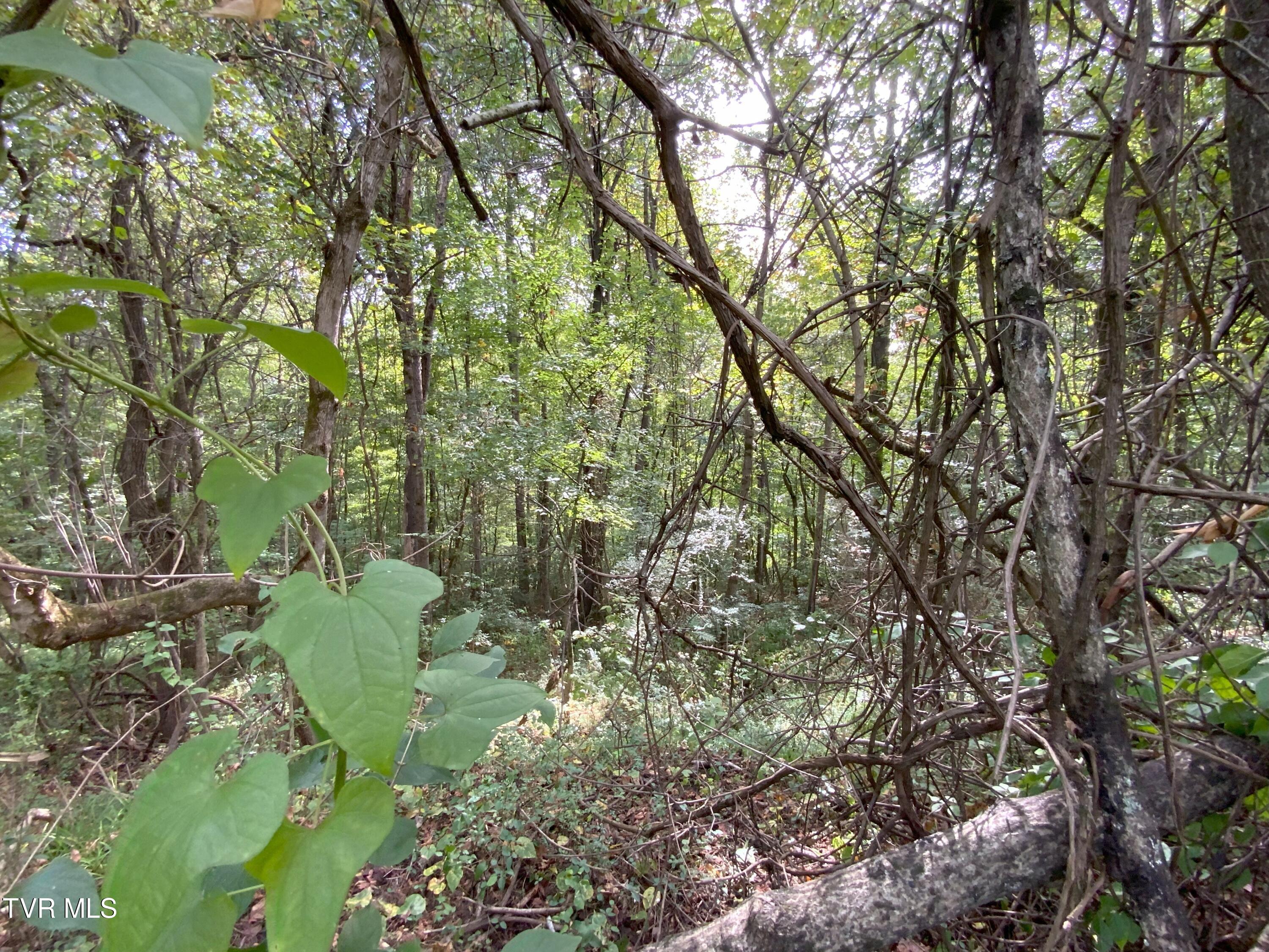 0000 Davis Rd, Rogersville, Tennessee image 6