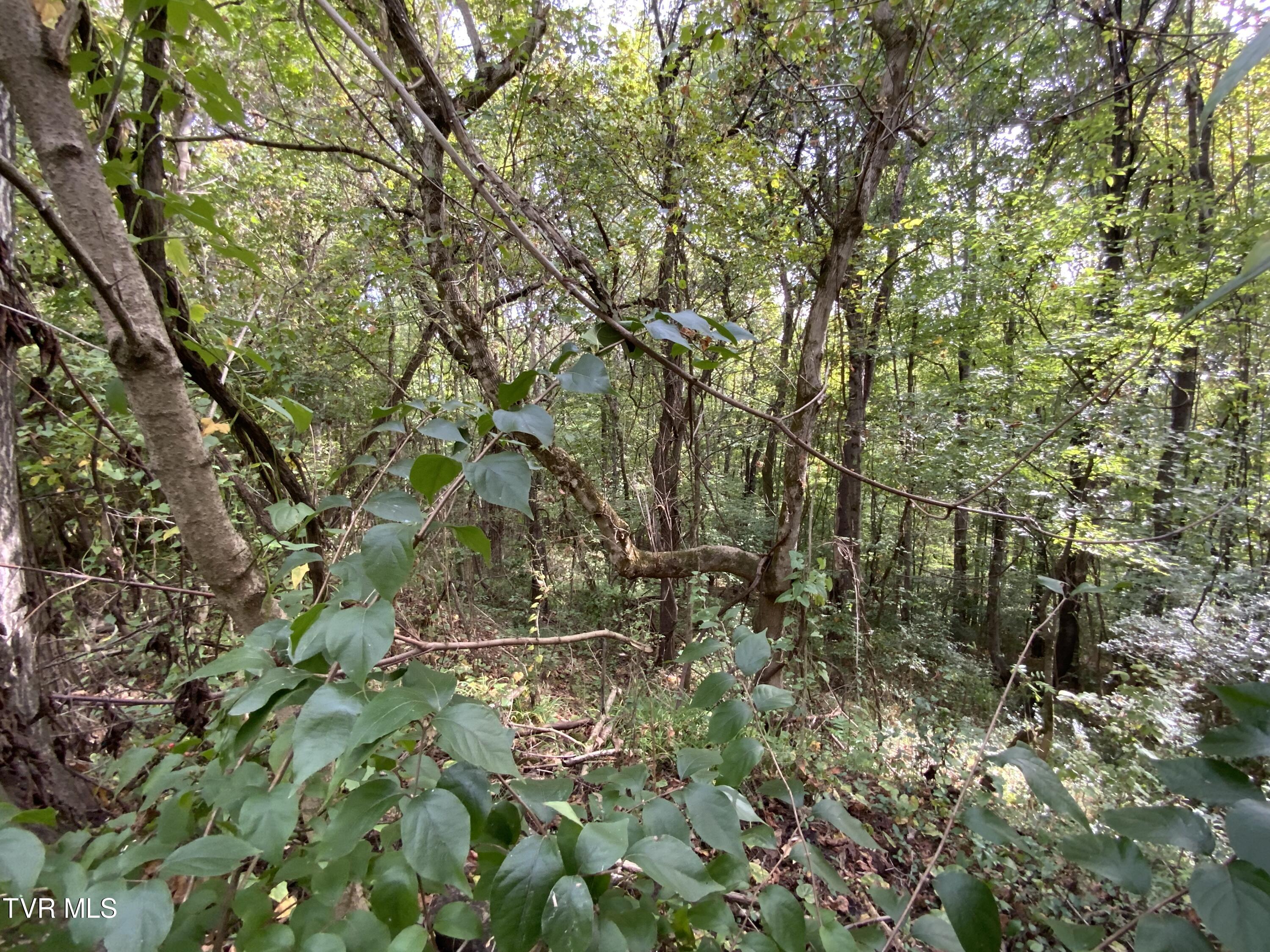 0000 Davis Rd, Rogersville, Tennessee image 7