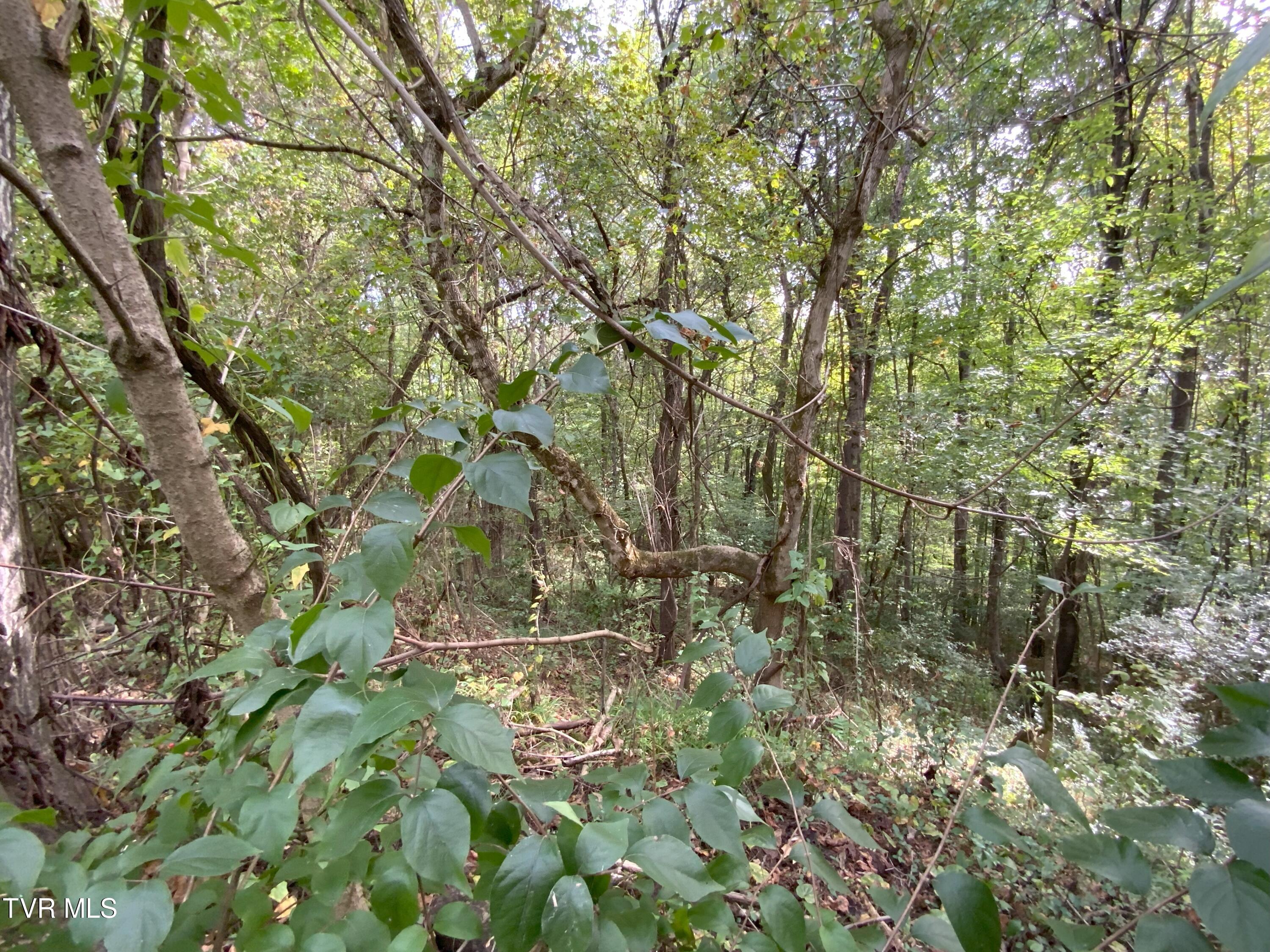 0000 Davis Rd, Rogersville, Tennessee image 8