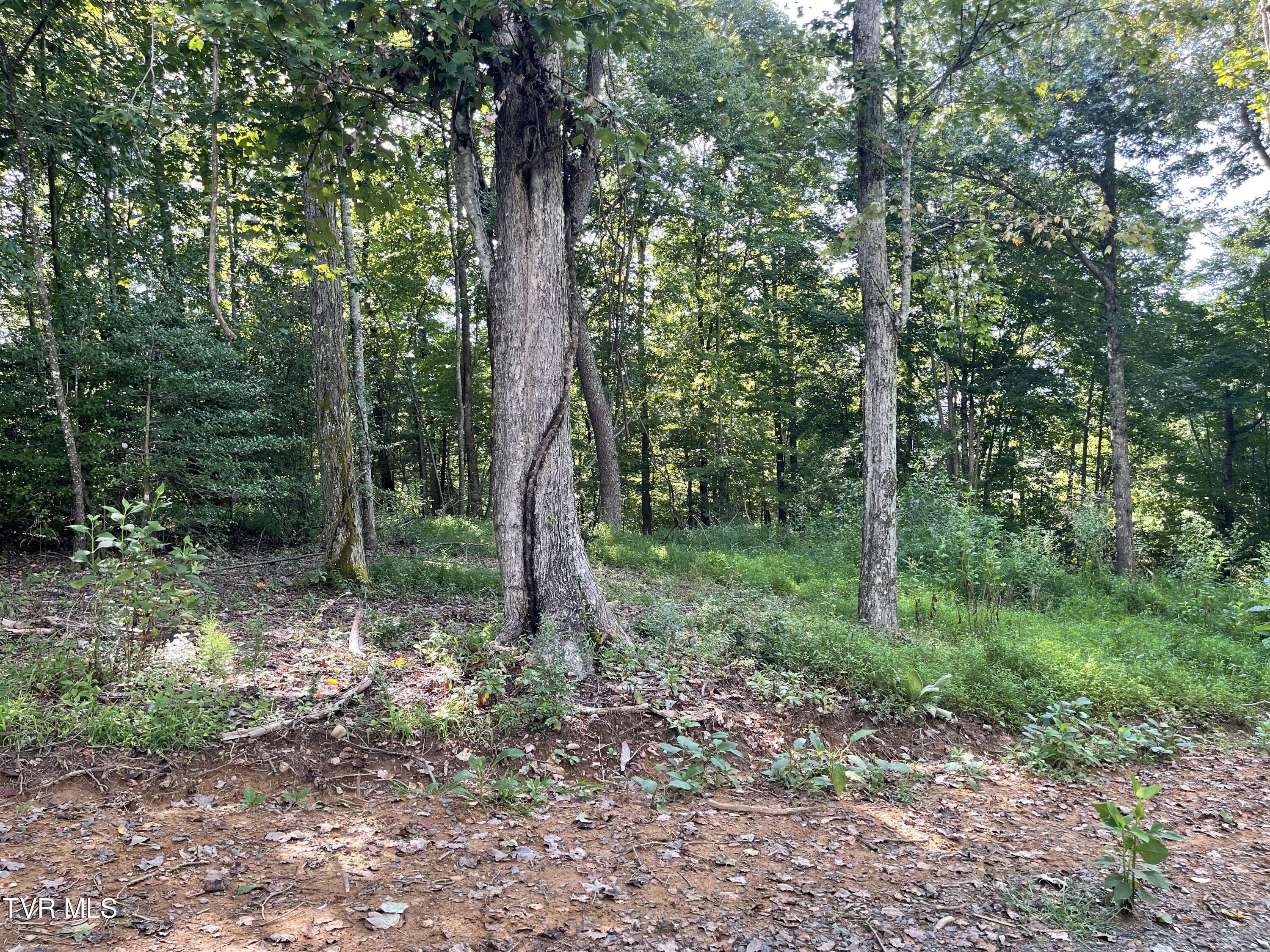 Tbd Vineyard Valley Trail, Butler, Tennessee image 13