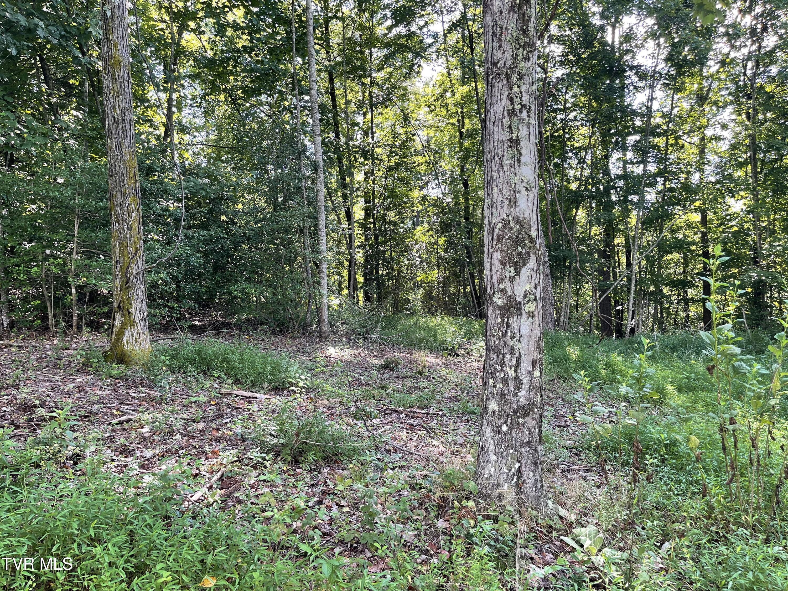 Tbd Vineyard Valley Trail, Butler, Tennessee image 16