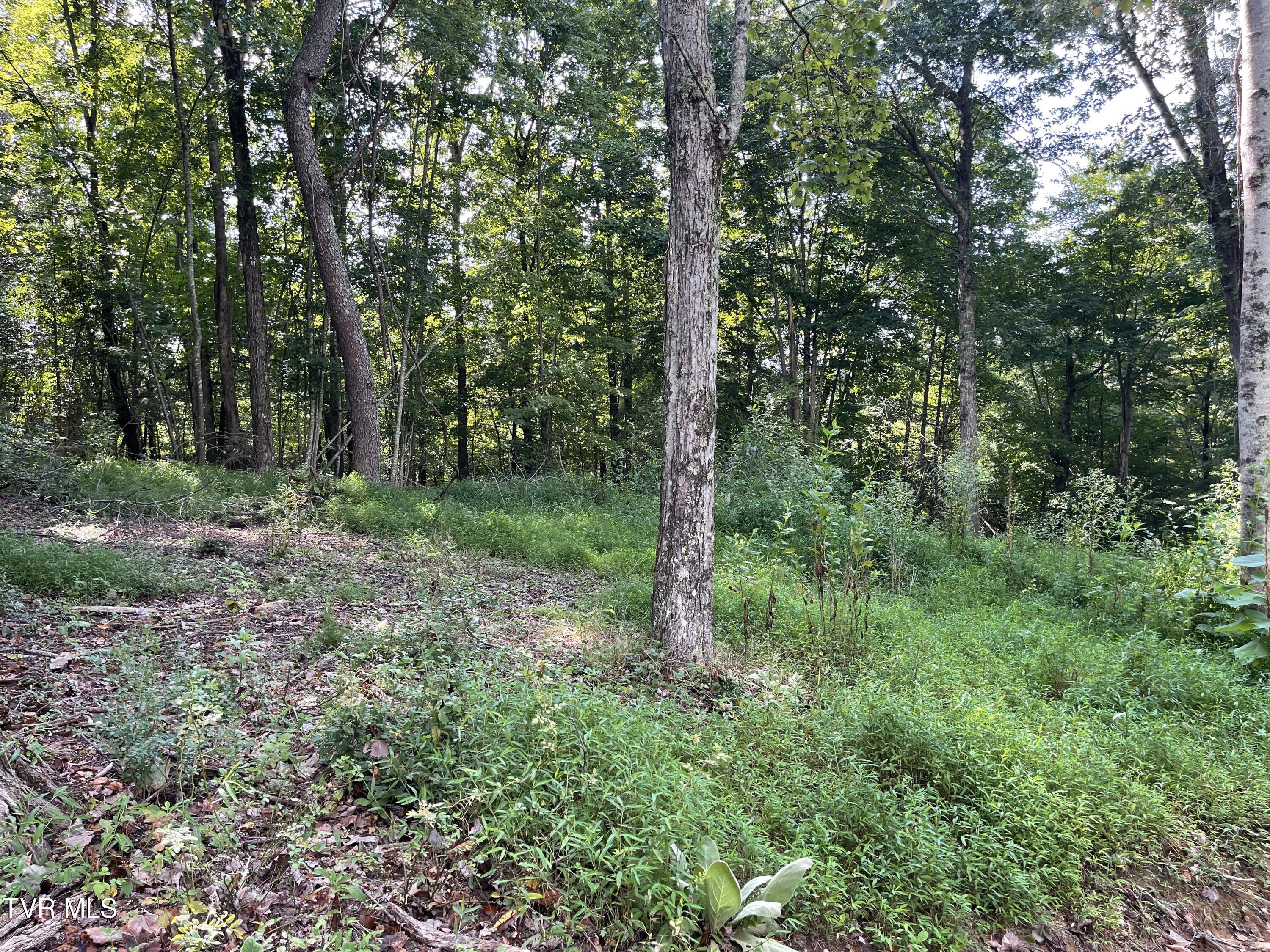 Tbd Vineyard Valley Trail, Butler, Tennessee image 10