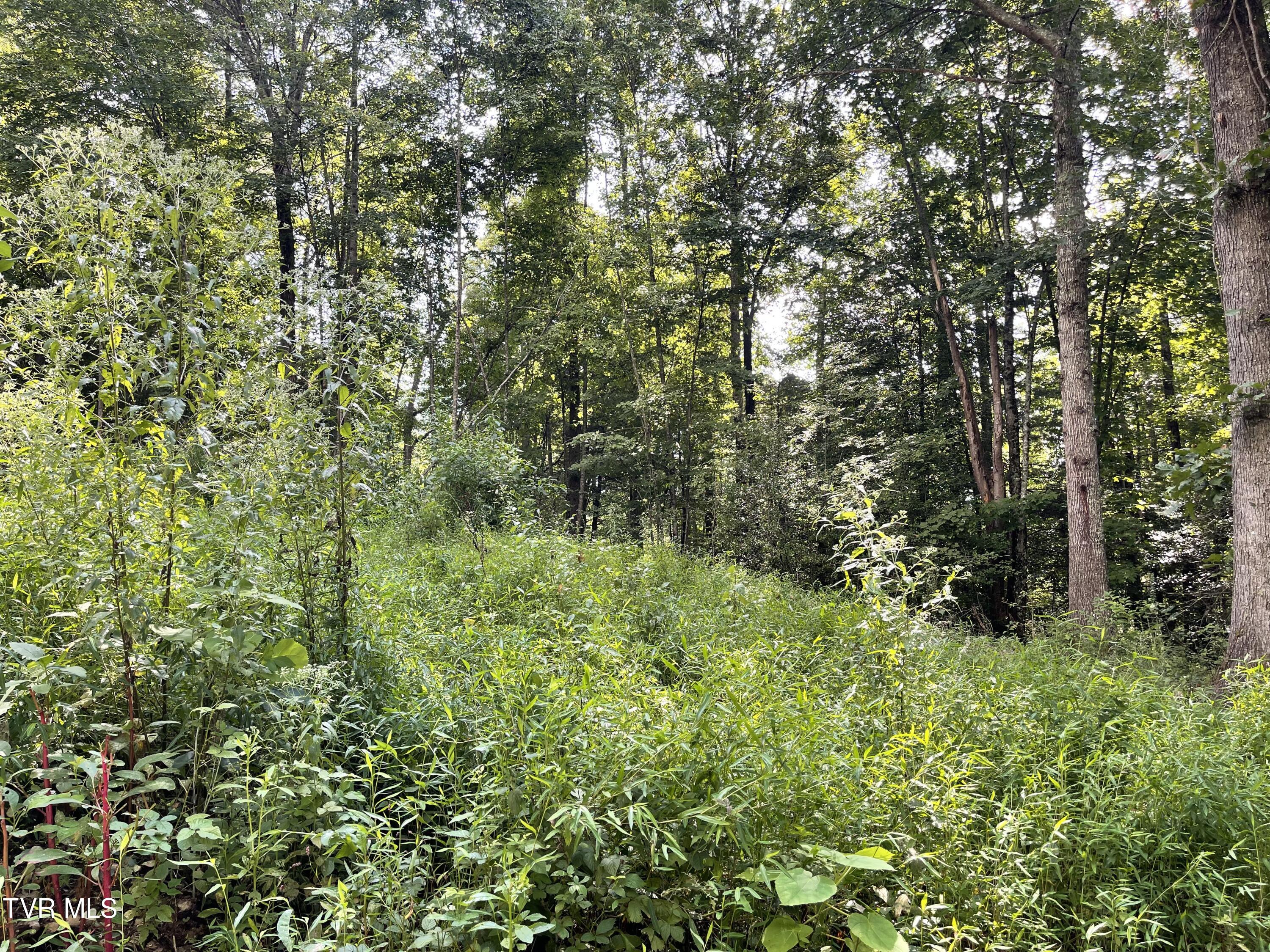 Tbd Vineyard Valley Trail, Butler, Tennessee image 6