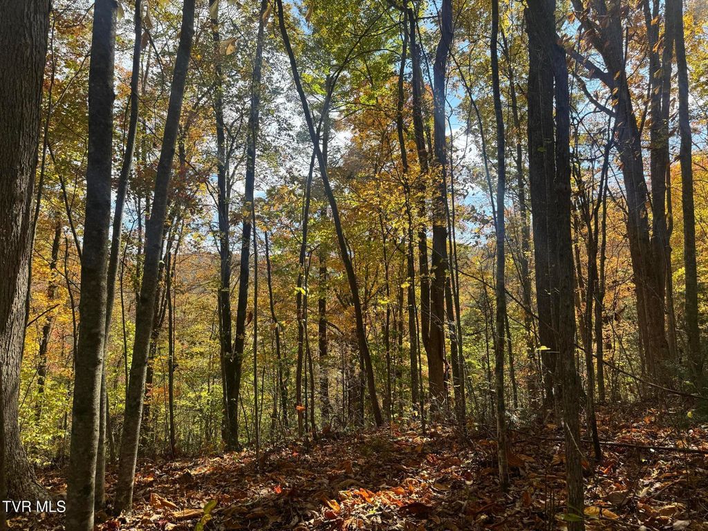 Photo of 150 Little Branch Road, Flag Pond, TN 37657 (MLS # 9987586)