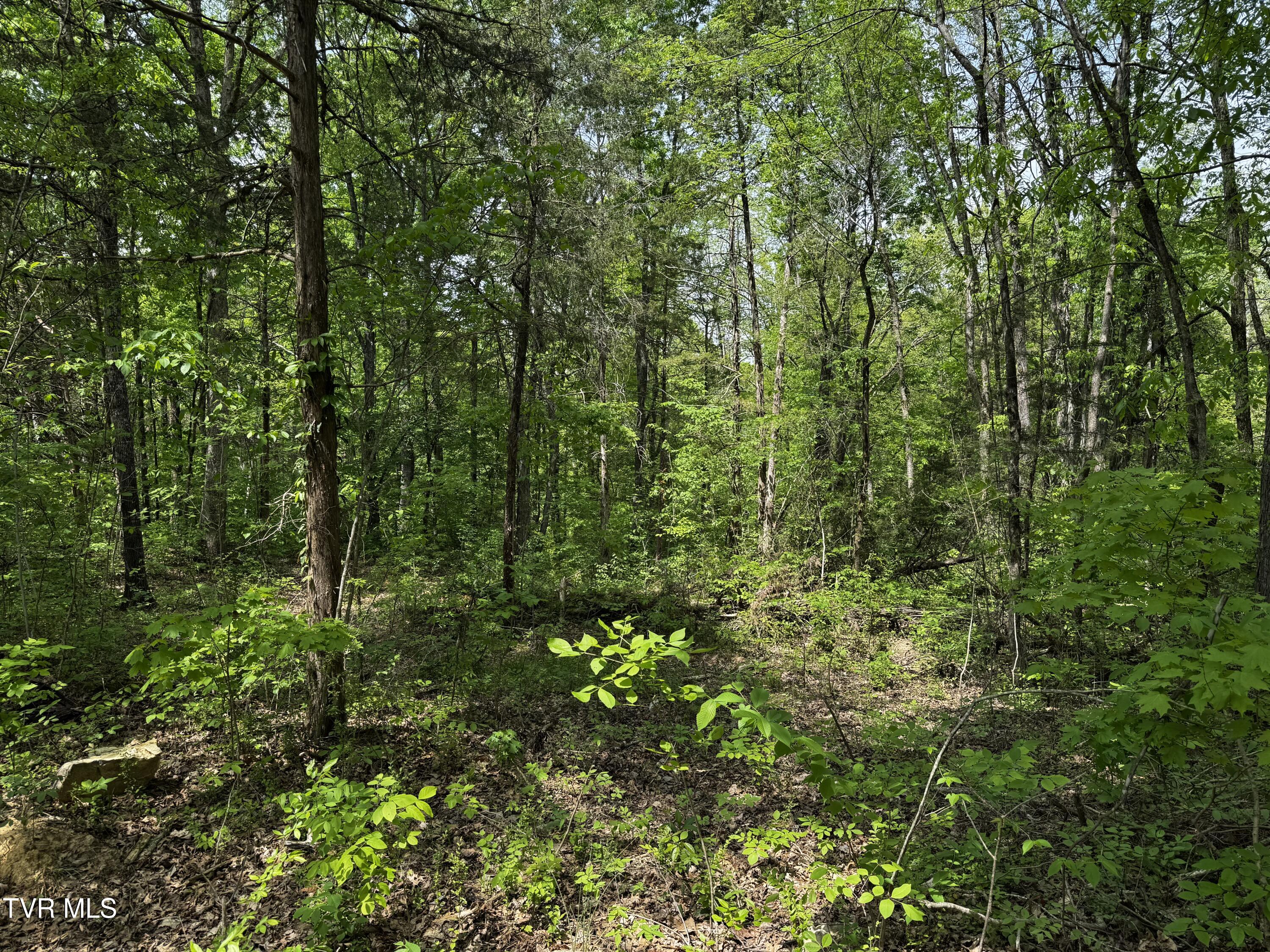 5.23 Ac Dogwalk Road