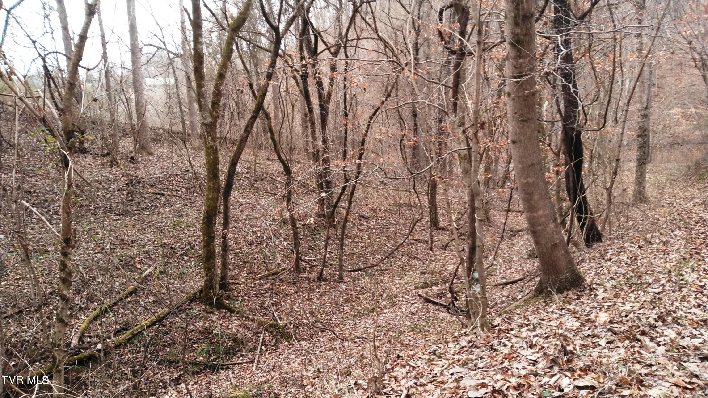 0000 Looney Rd Off, Parrottsville, Tennessee image 18