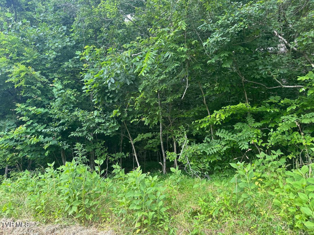 Tbd Flora Road, Rogersville, Tennessee image 17