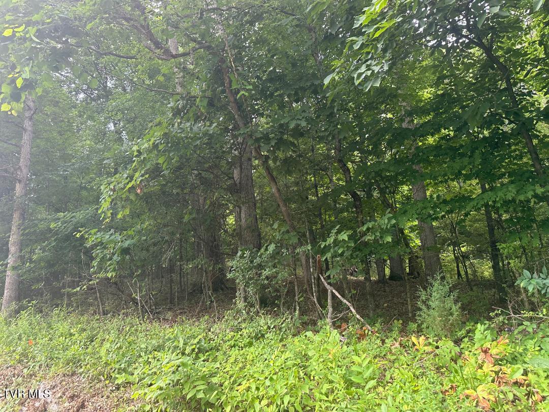 Tbd Flora Road, Rogersville, Tennessee image 26