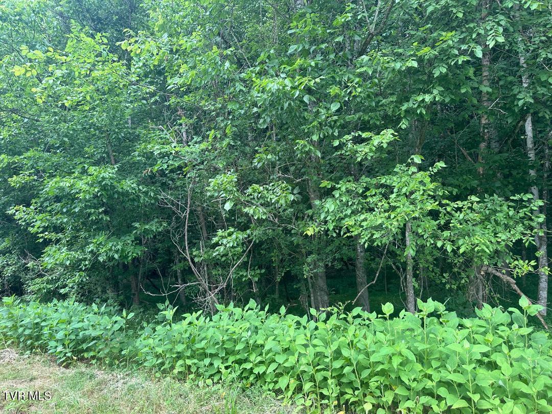 Tbd Flora Road, Rogersville, Tennessee image 9