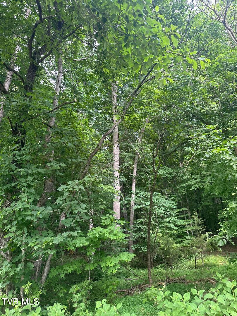 Tbd Flora Road, Rogersville, Tennessee image 7