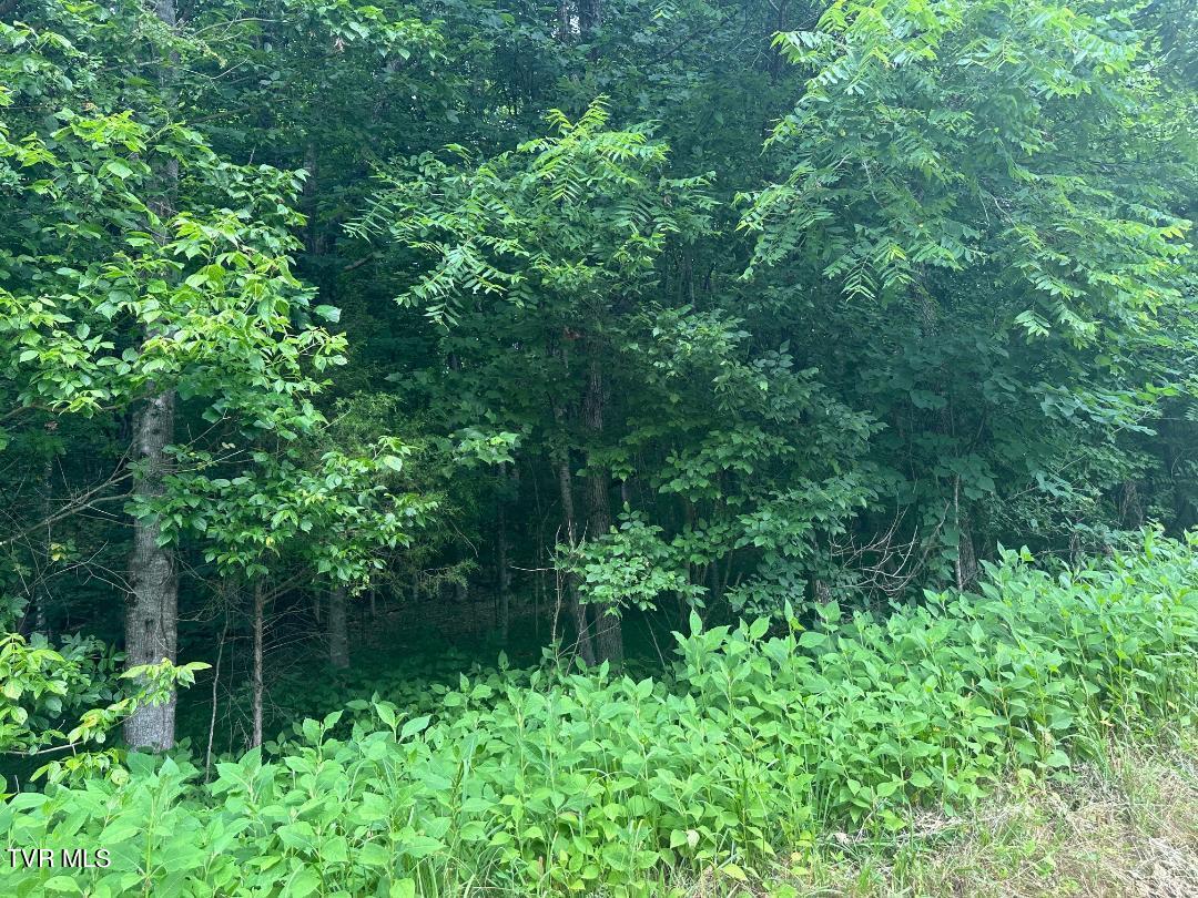 Tbd Flora Road, Rogersville, Tennessee image 15