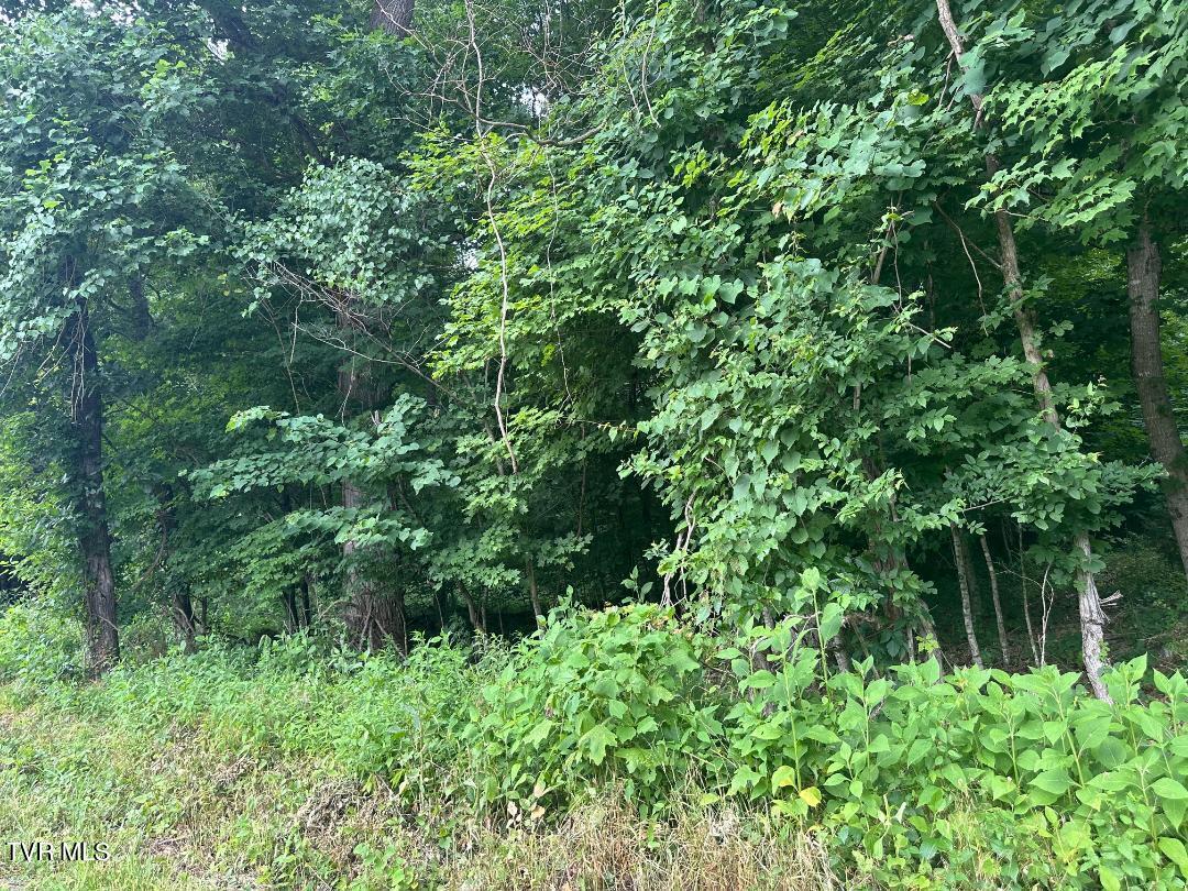 Tbd Flora Road, Rogersville, Tennessee image 12