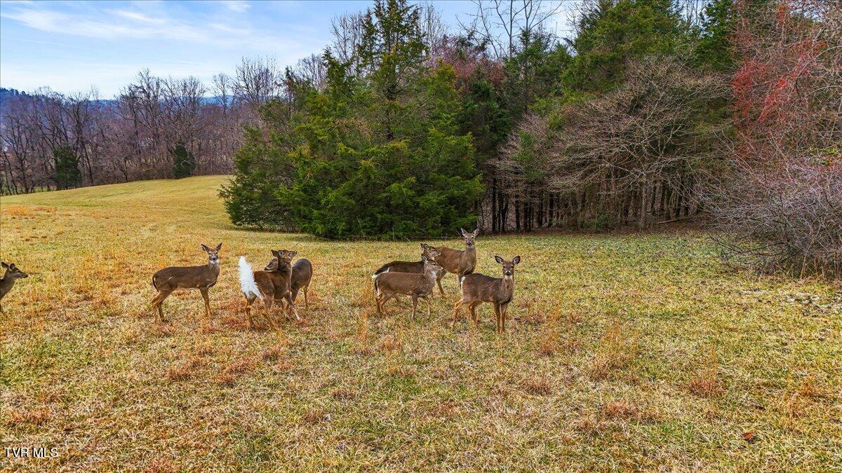 Tbd Gap Creek Road, Elizabethton, Tennessee image 2