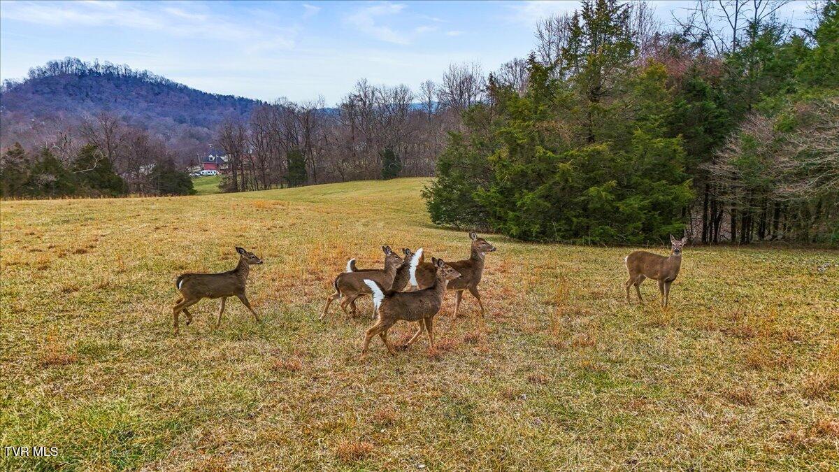 Tbd Gap Creek Road, Elizabethton, Tennessee image 12