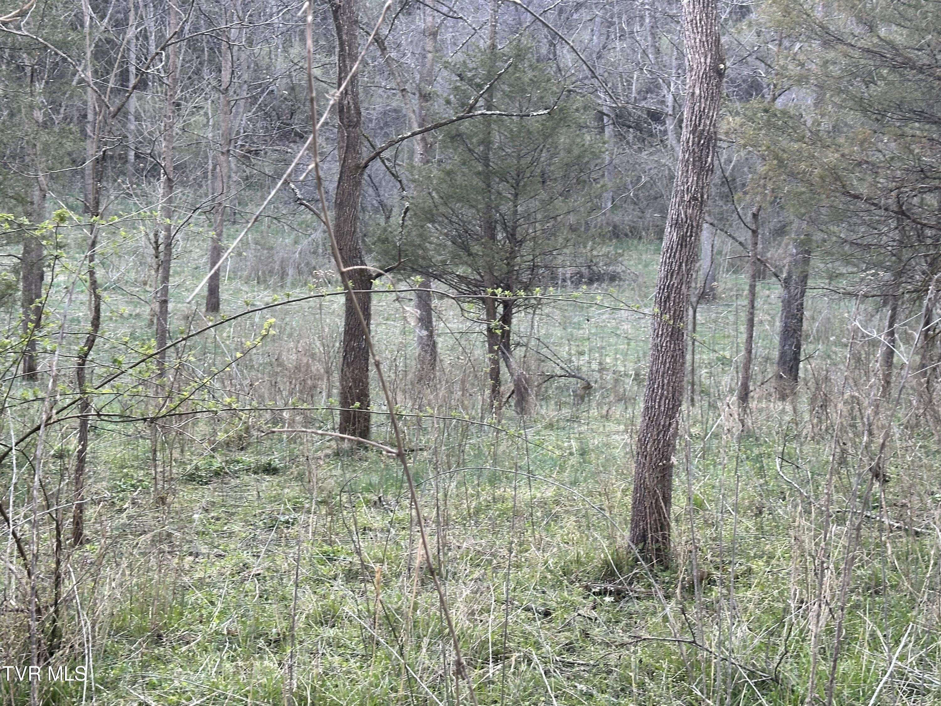 Tbd Cassells Chapel Road, Dungannon, Virginia image 12