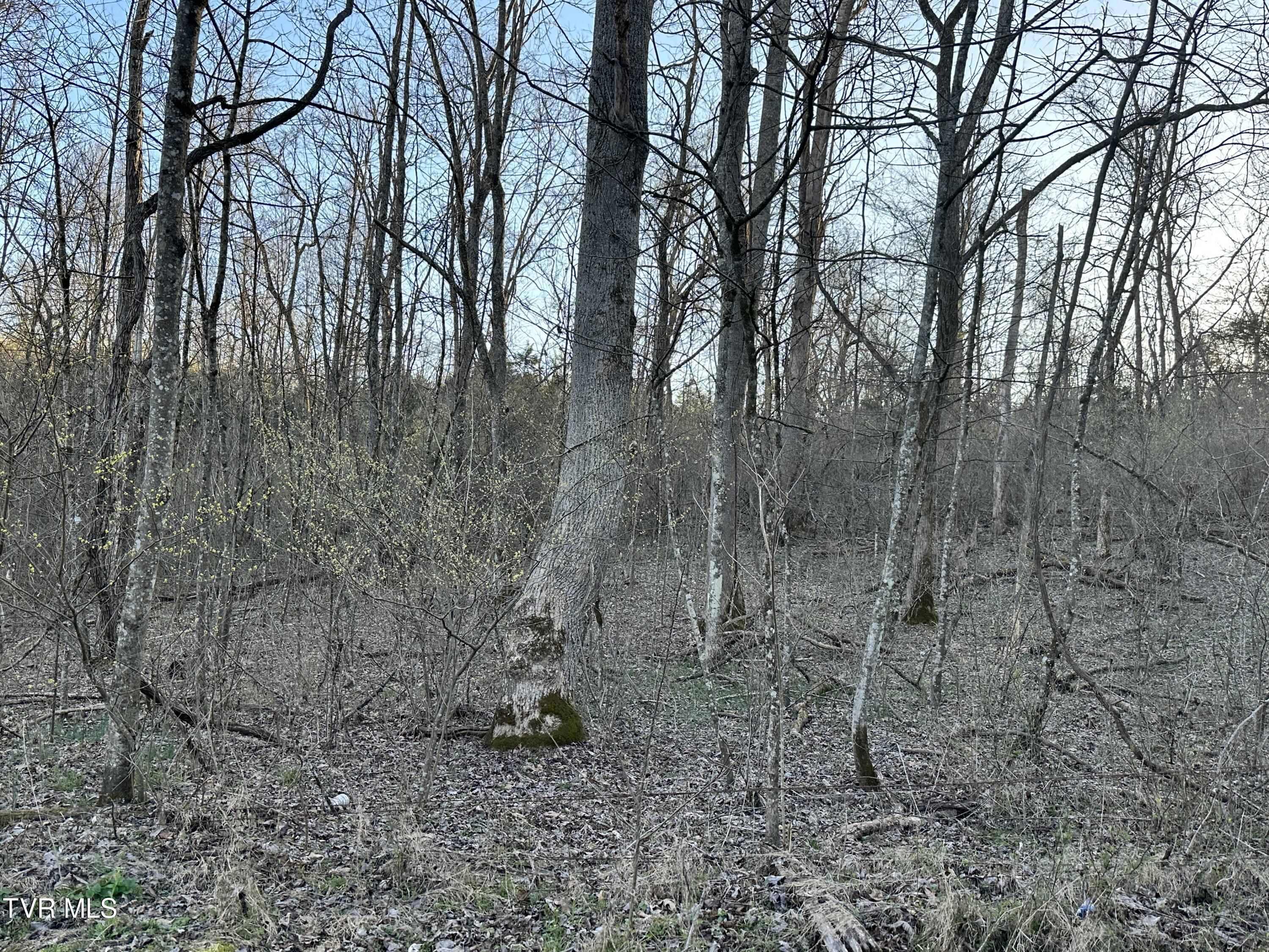 Tbd Cassells Chapel Road, Dungannon, Virginia image 11