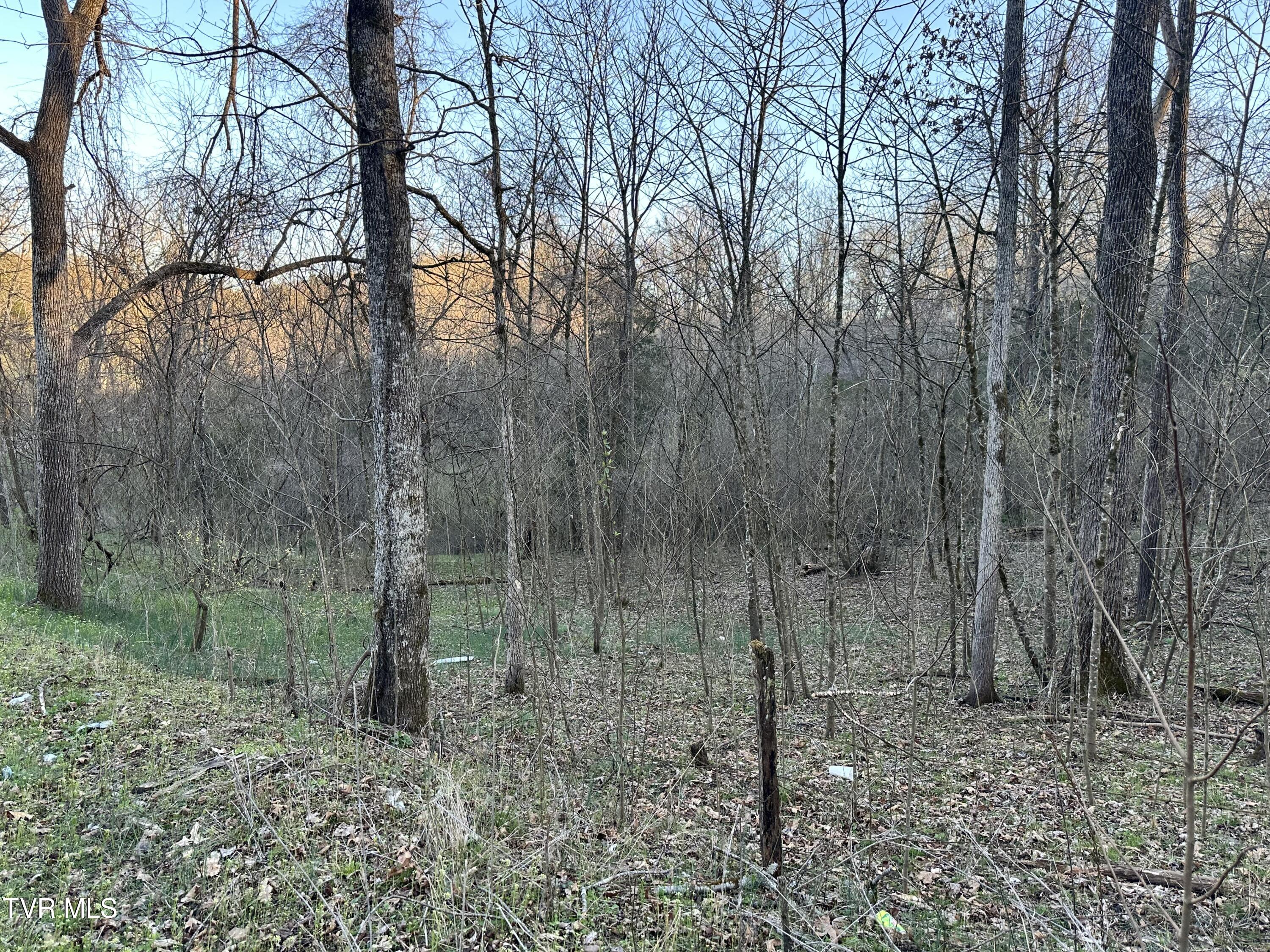 Tbd Cassells Chapel Road, Dungannon, Virginia image 8