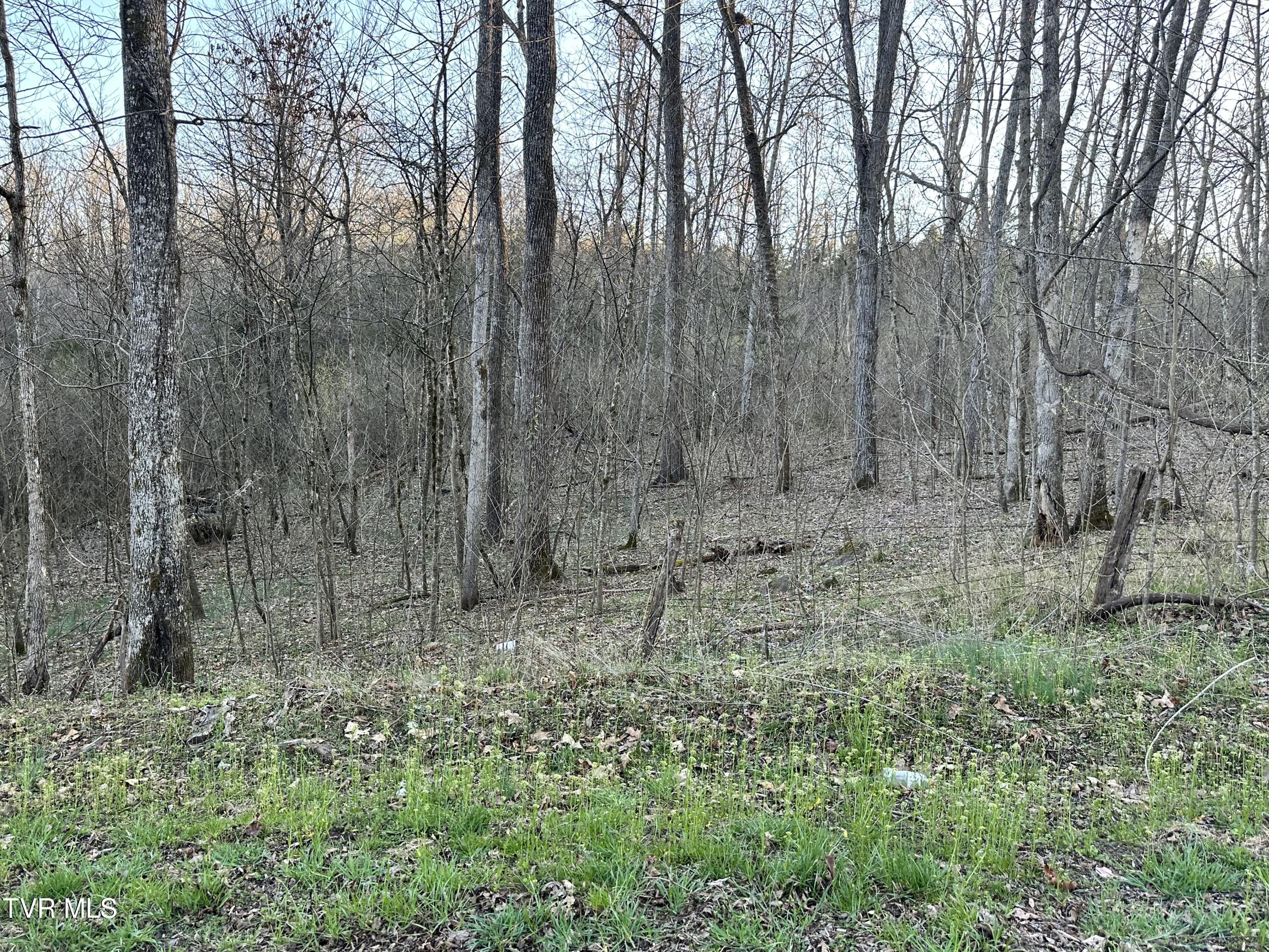 Tbd Cassells Chapel Road, Dungannon, Virginia image 7