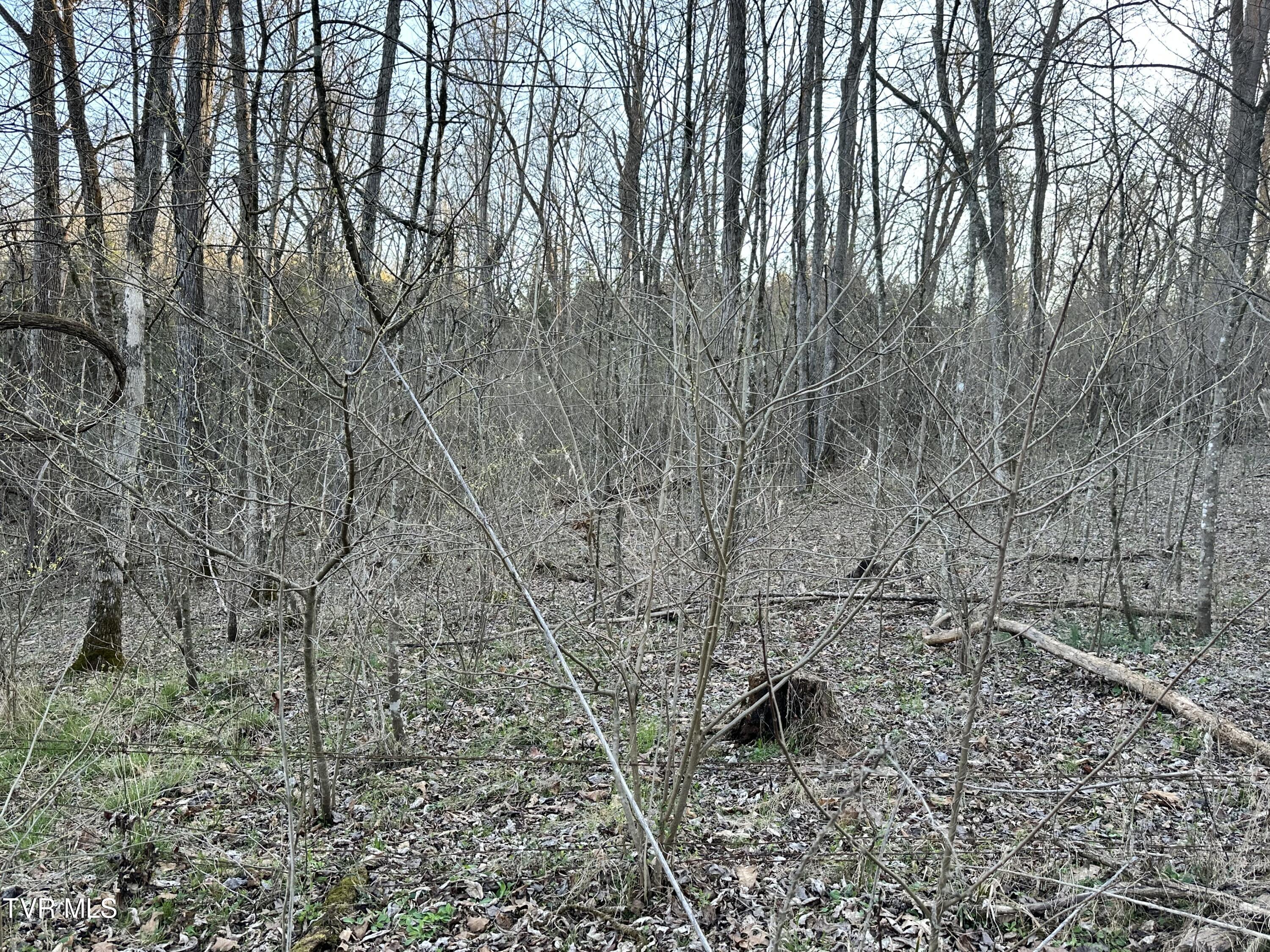 Tbd Cassells Chapel Road, Dungannon, Virginia image 10
