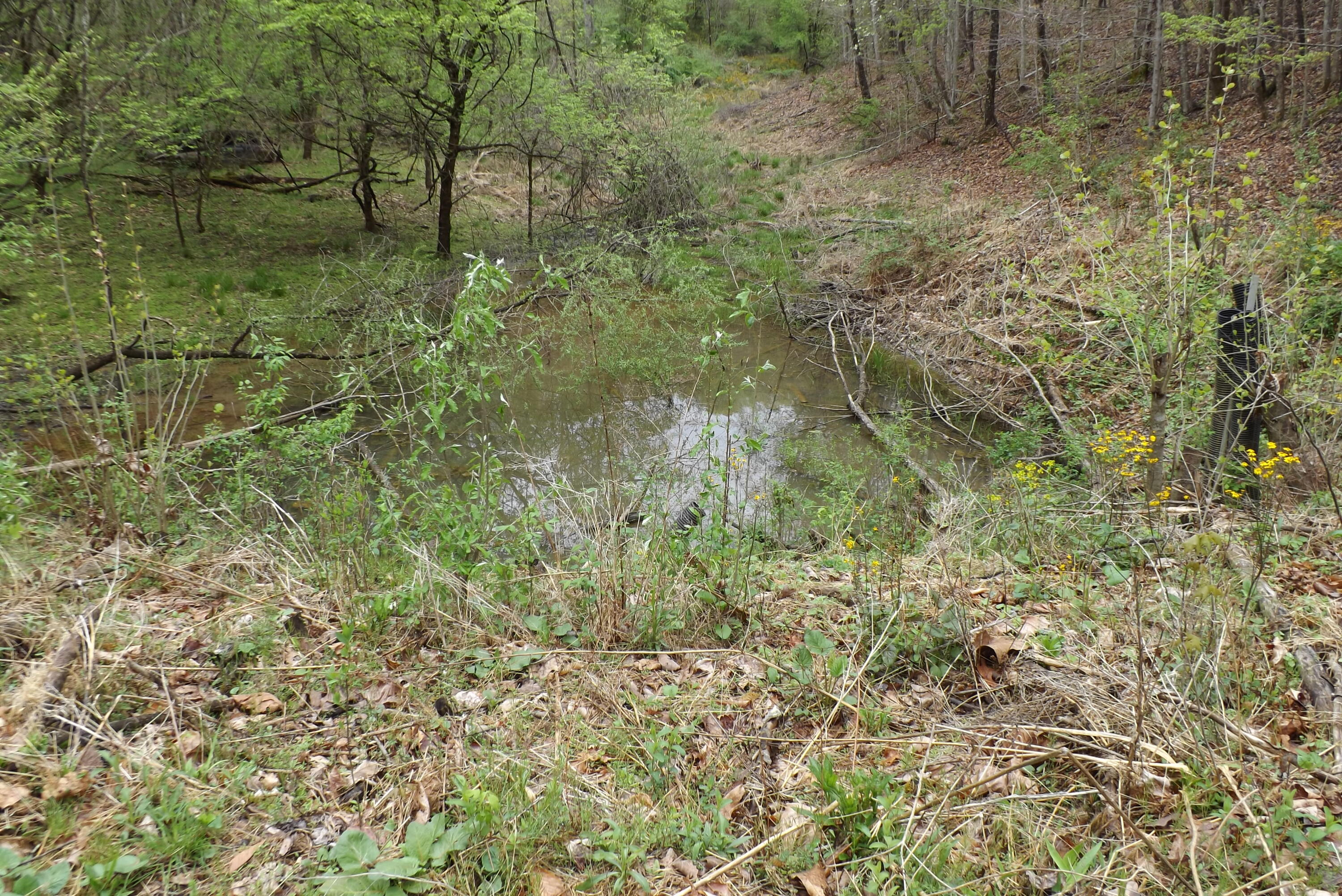 Buffalo Hollow, Castlewood, Virginia image 13