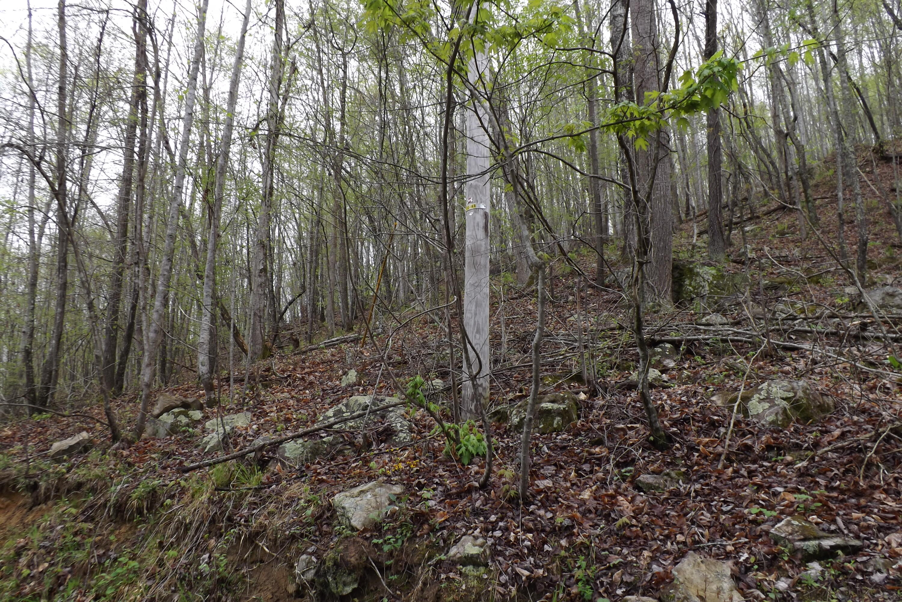 Buffalo Hollow, Castlewood, Virginia image 9