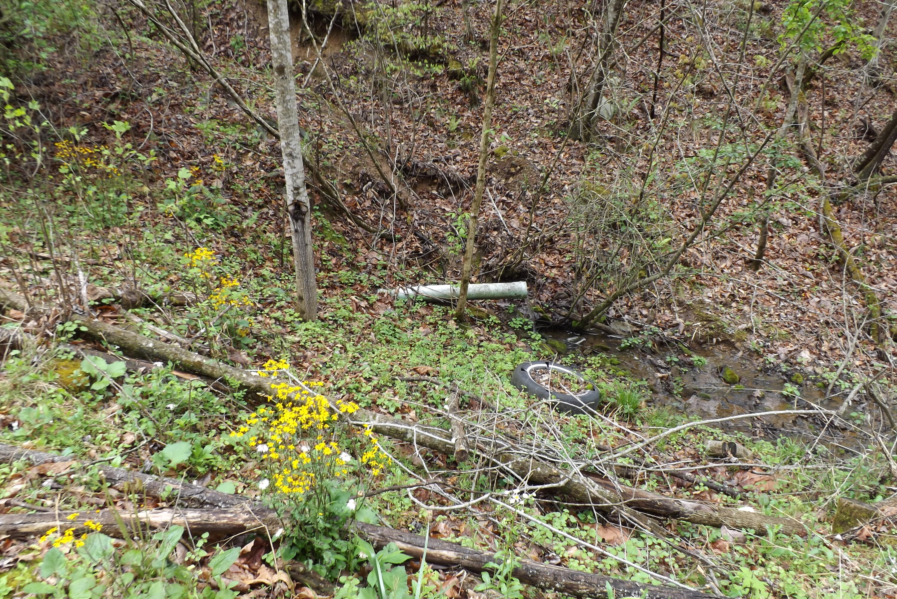 Buffalo Hollow, Castlewood, Virginia image 12