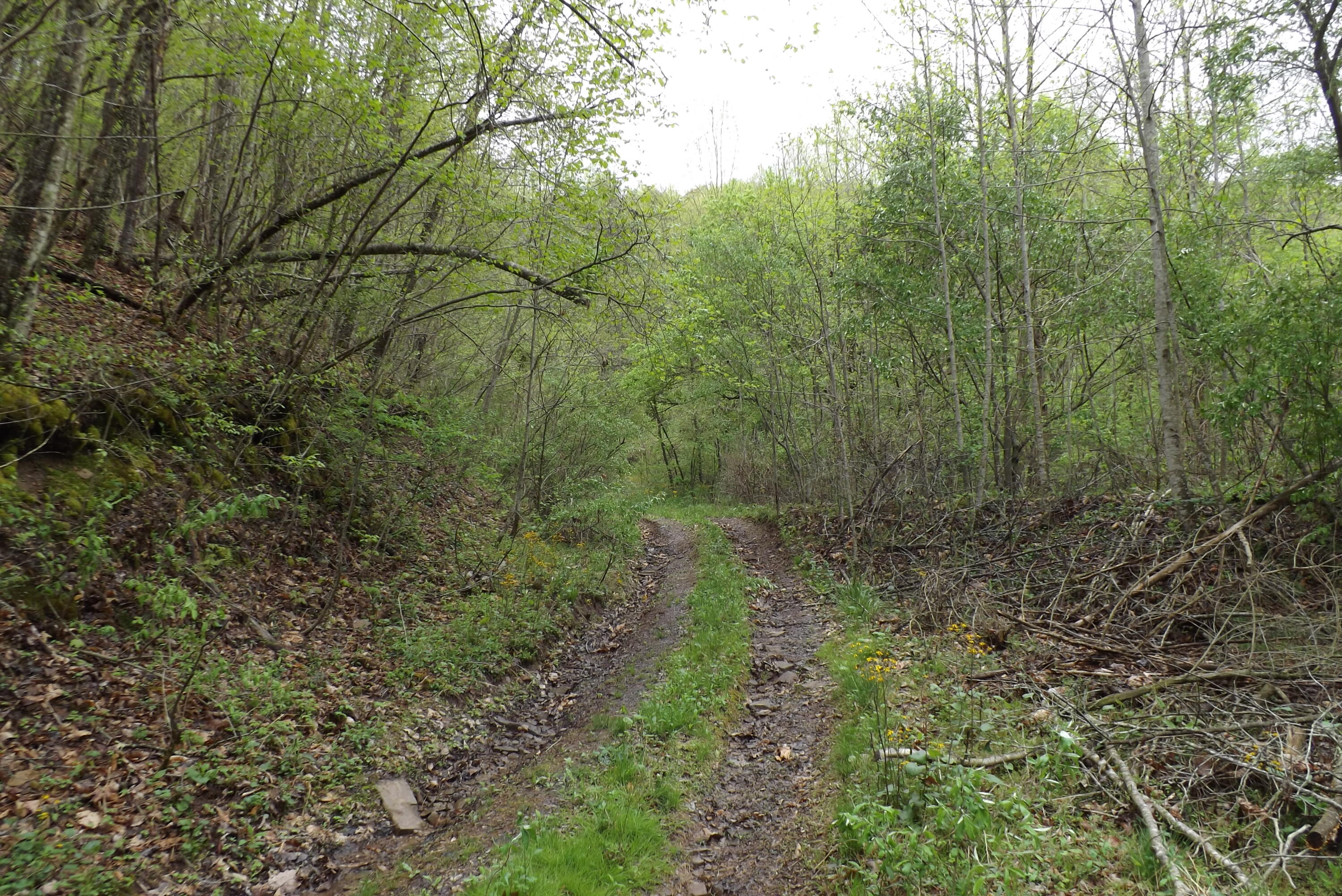 Buffalo Hollow, Castlewood, Virginia image 11