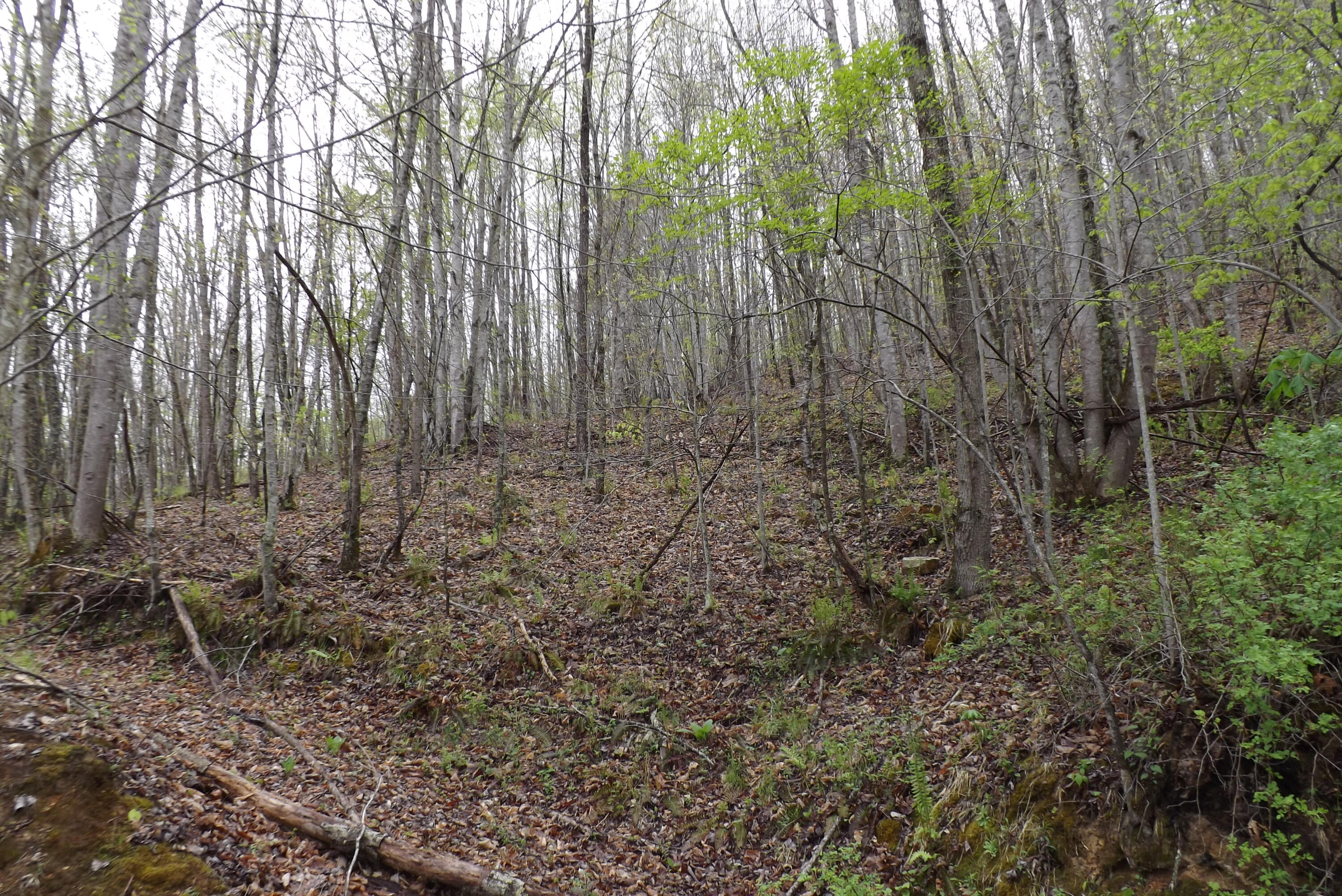 Buffalo Hollow, Castlewood, Virginia image 7