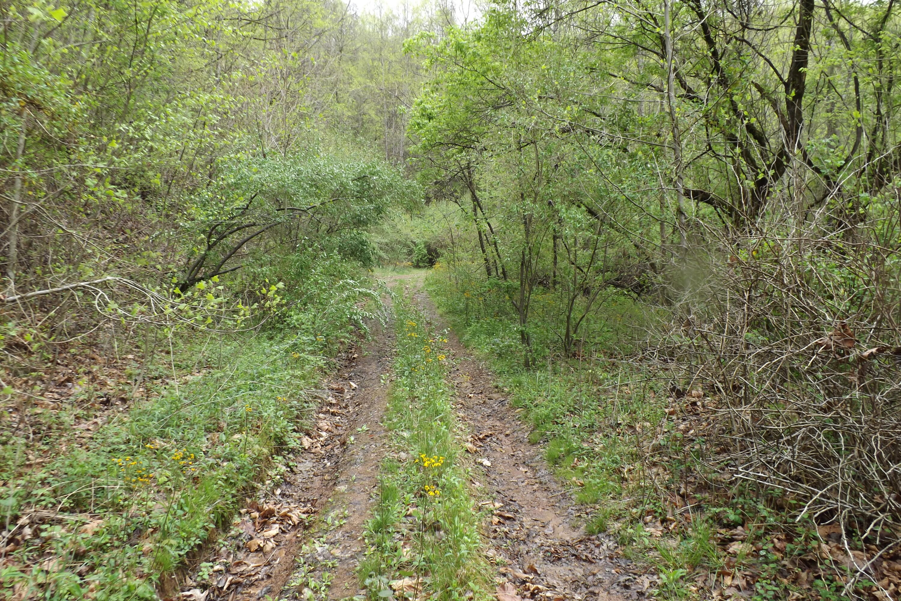 Buffalo Hollow, Castlewood, Virginia image 14