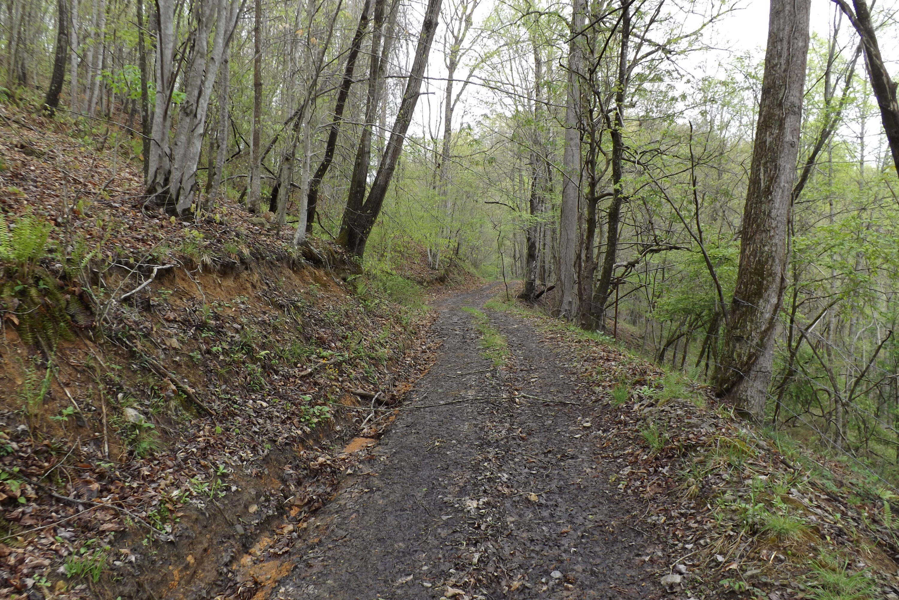 Buffalo Hollow, Castlewood, Virginia image 6