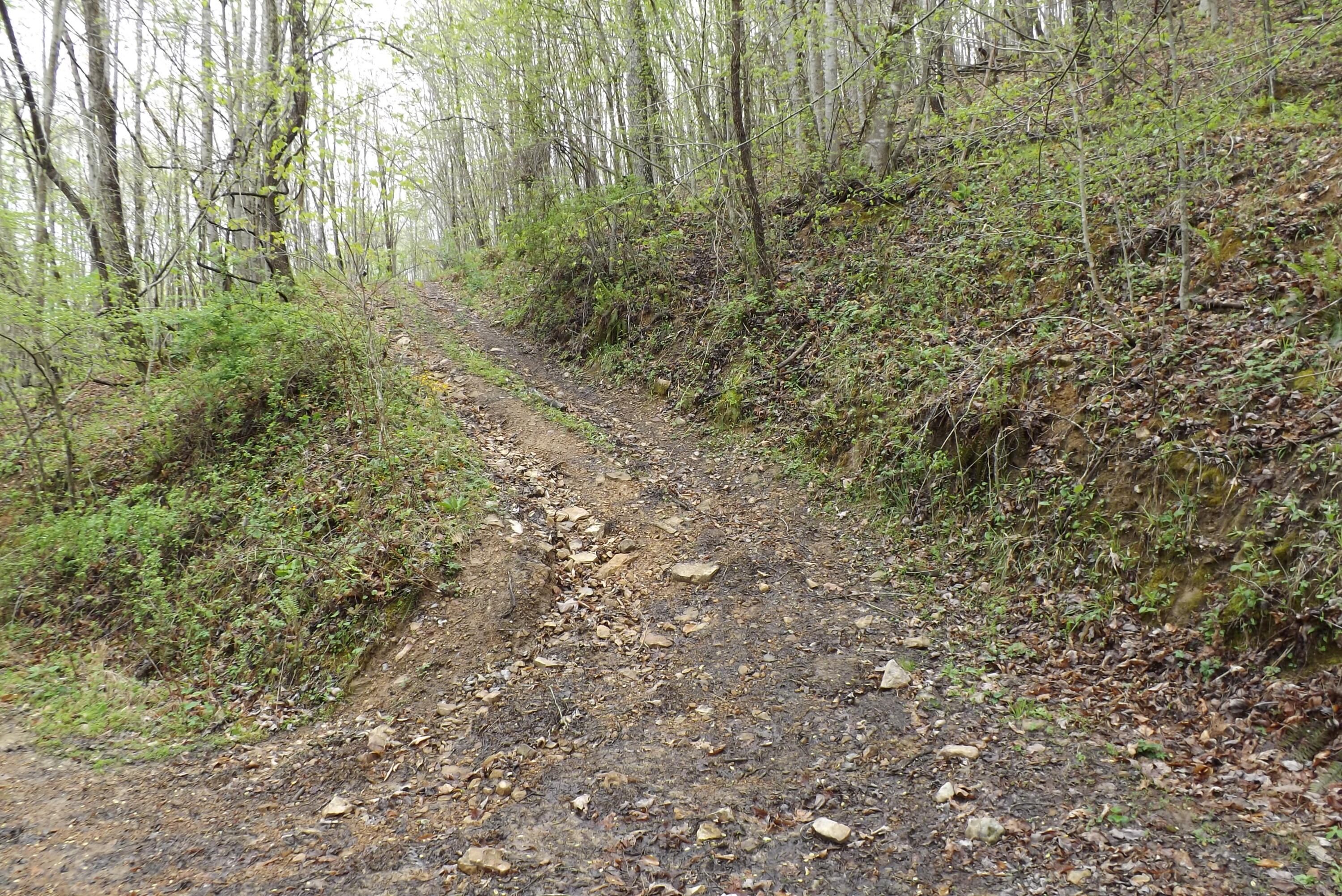 Buffalo Hollow, Castlewood, Virginia image 8