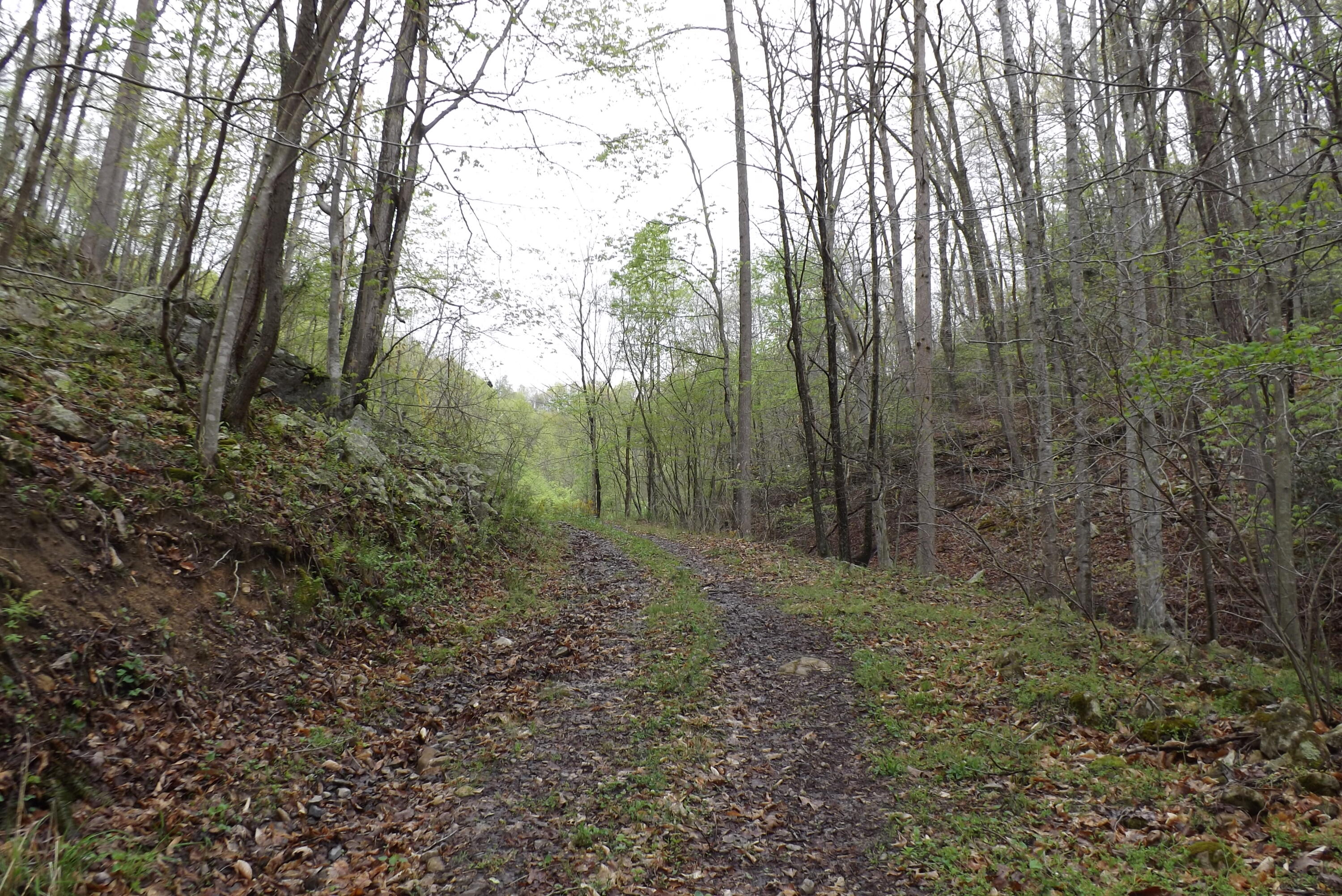 Buffalo Hollow, Castlewood, Virginia image 10
