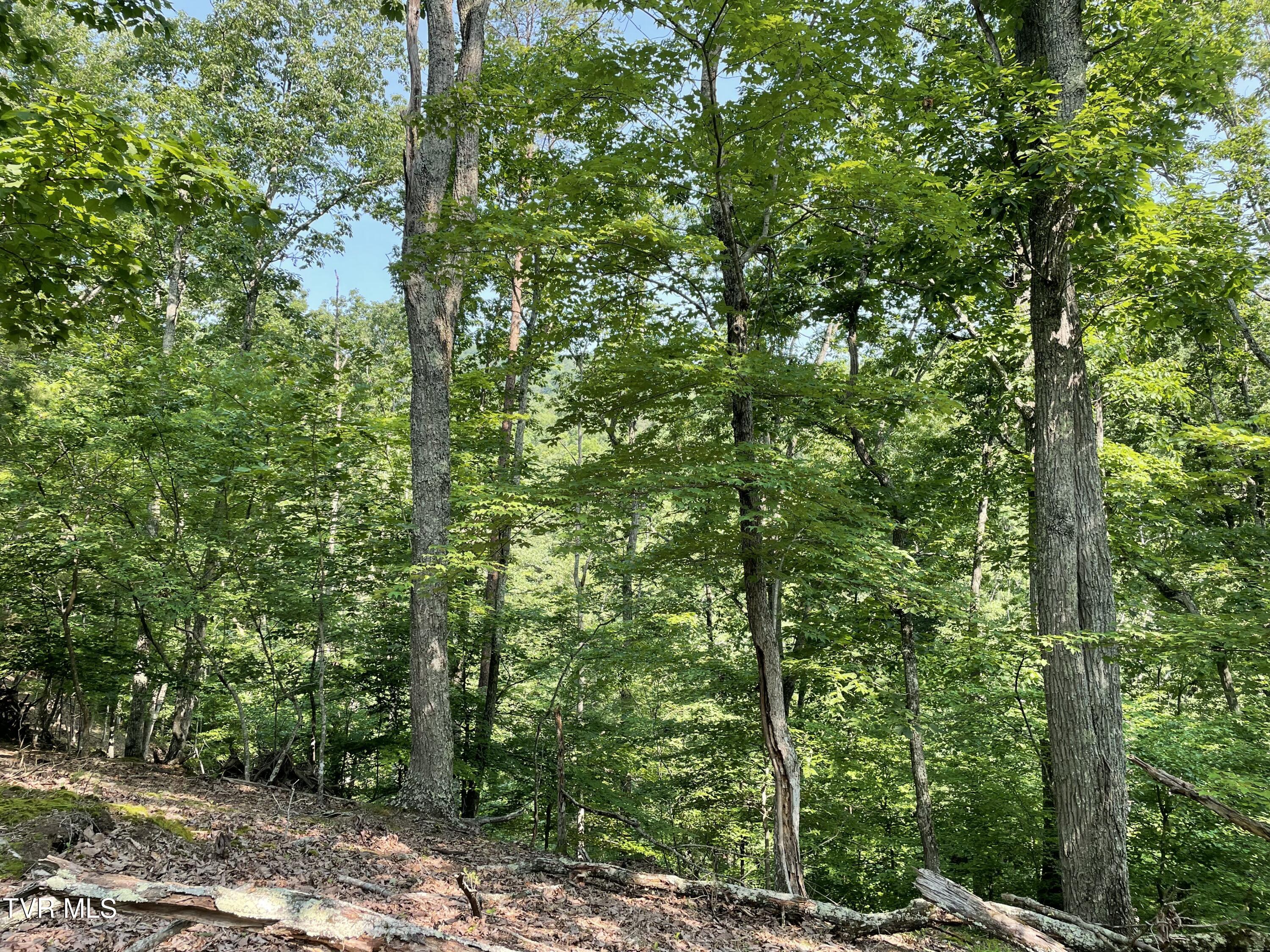 323 Chelaque Way, Mooresburg, Tennessee image 9