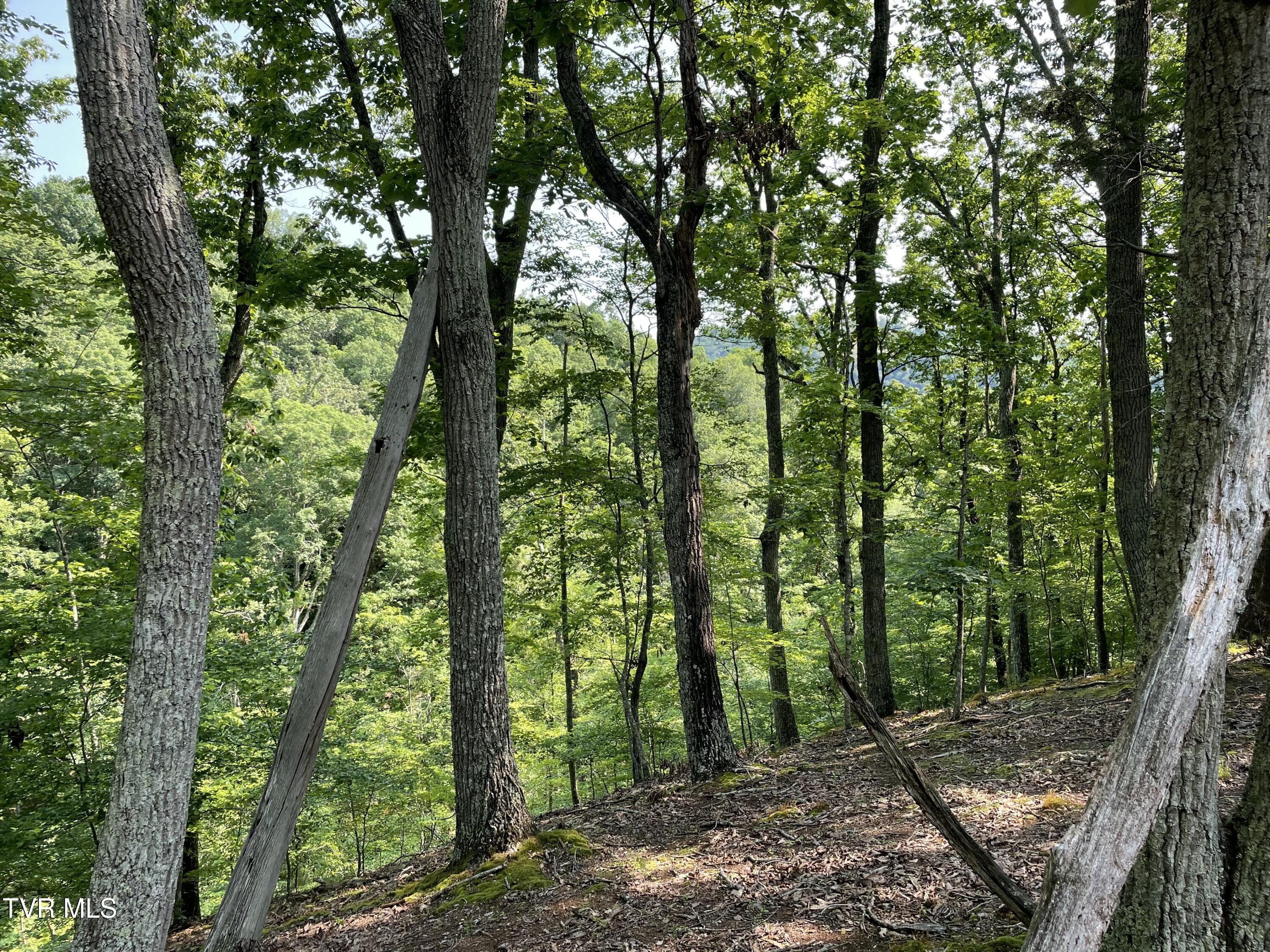 323 Chelaque Way, Mooresburg, Tennessee image 11