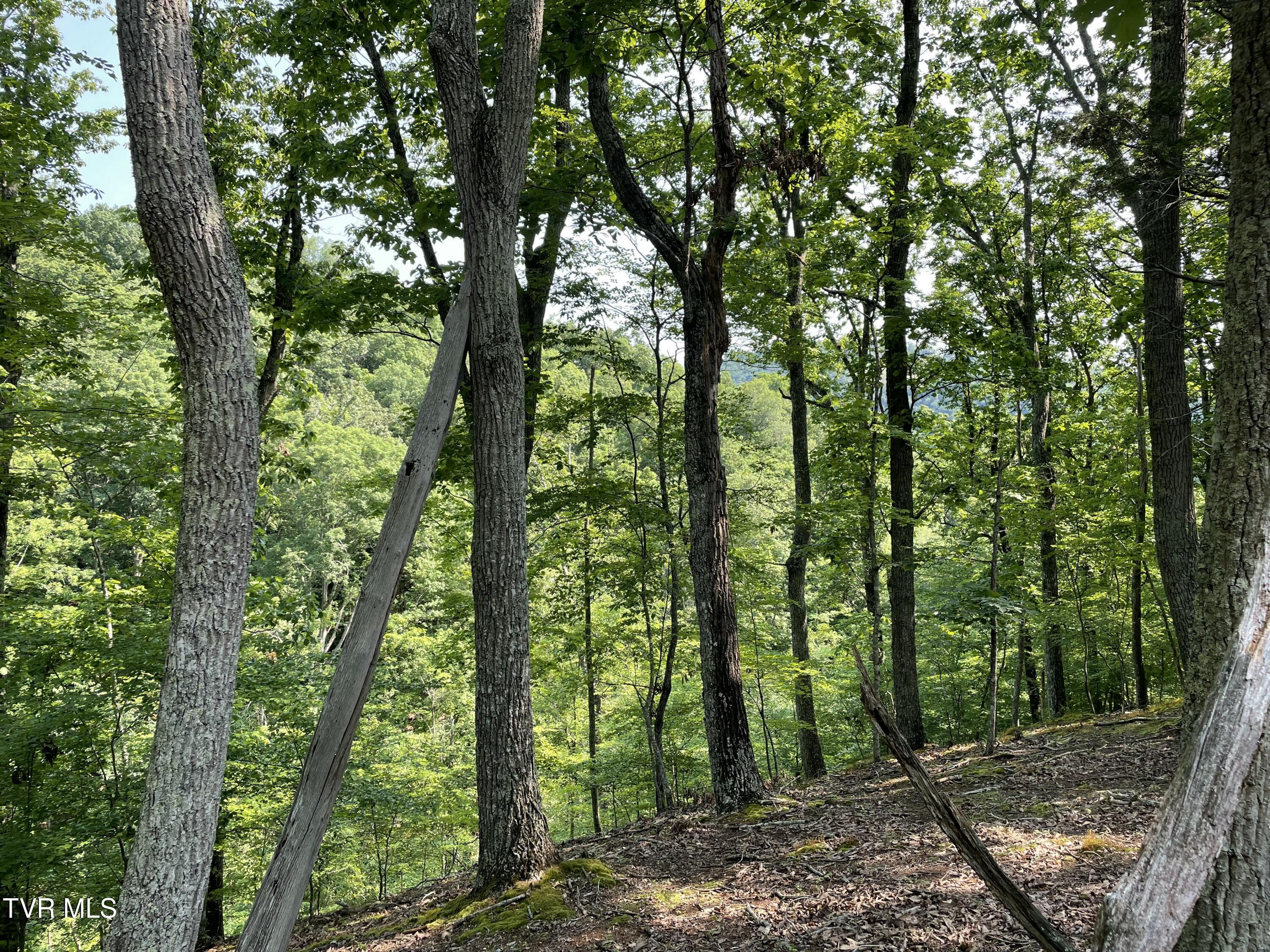 323 Chelaque Way, Mooresburg, Tennessee image 12