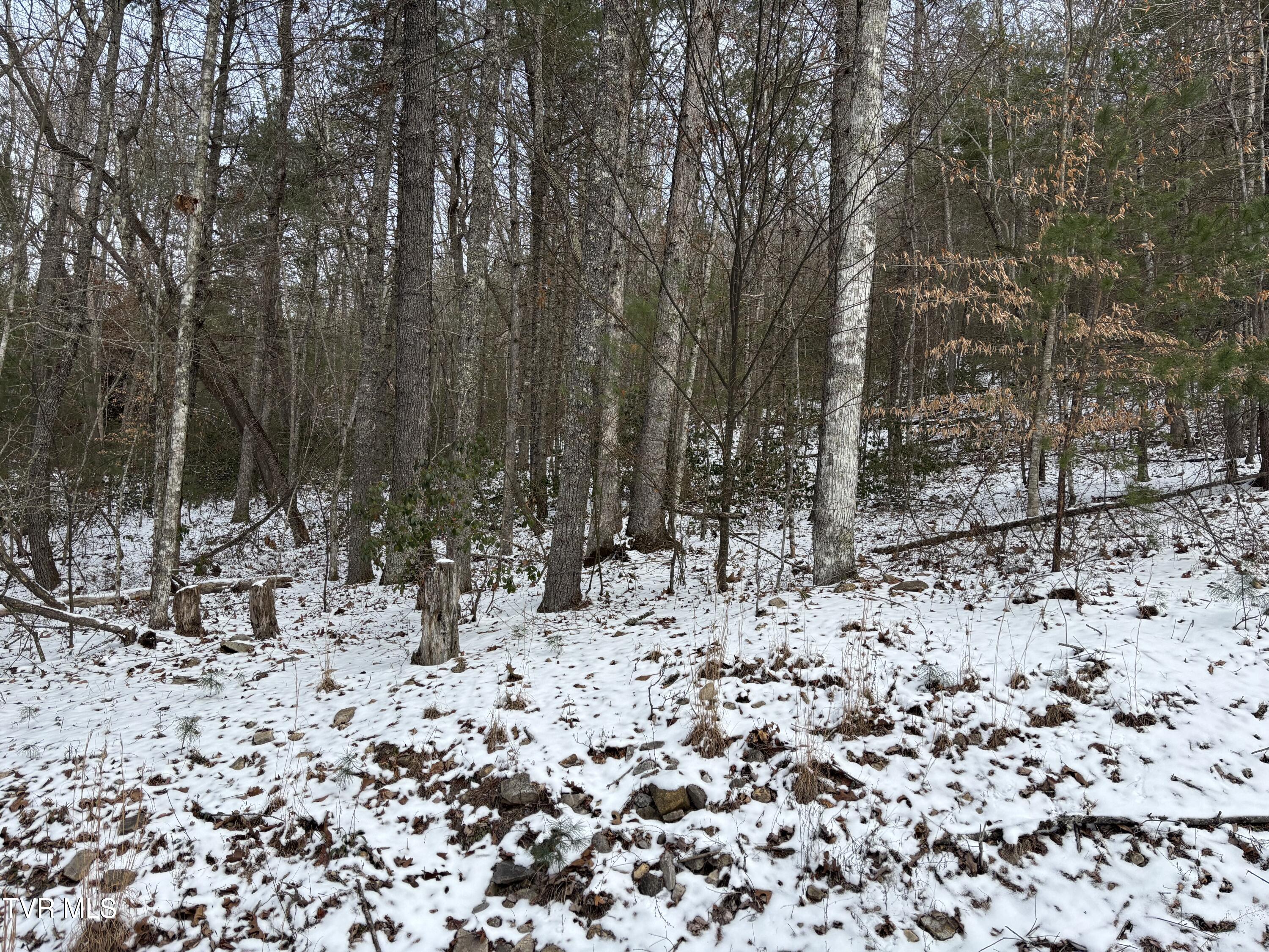 6b2 Of Roan Creek Road, Butler, Tennessee image 4
