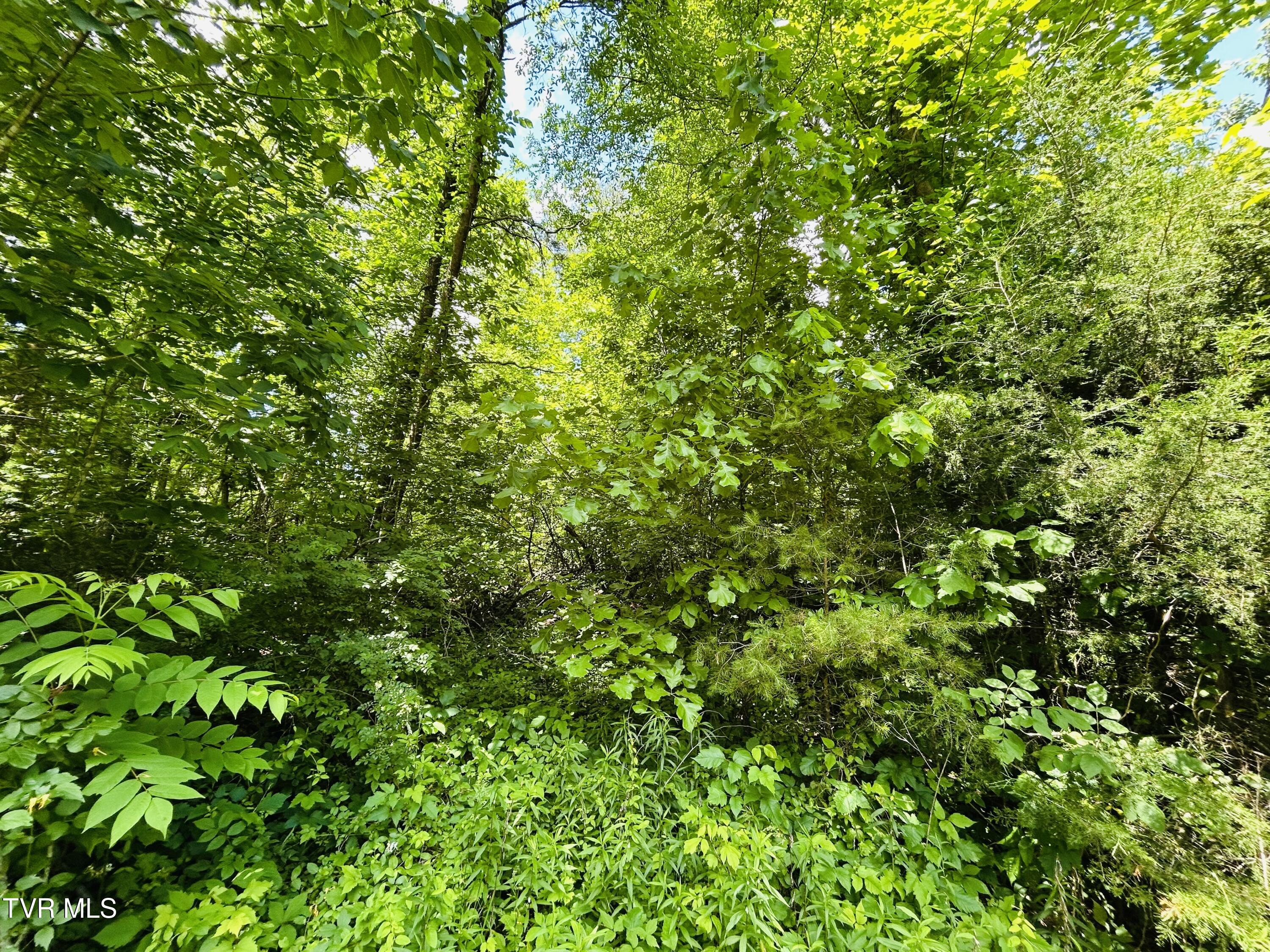 Tbd Mountain Loop Road, Thorn Hill, Tennessee image 8