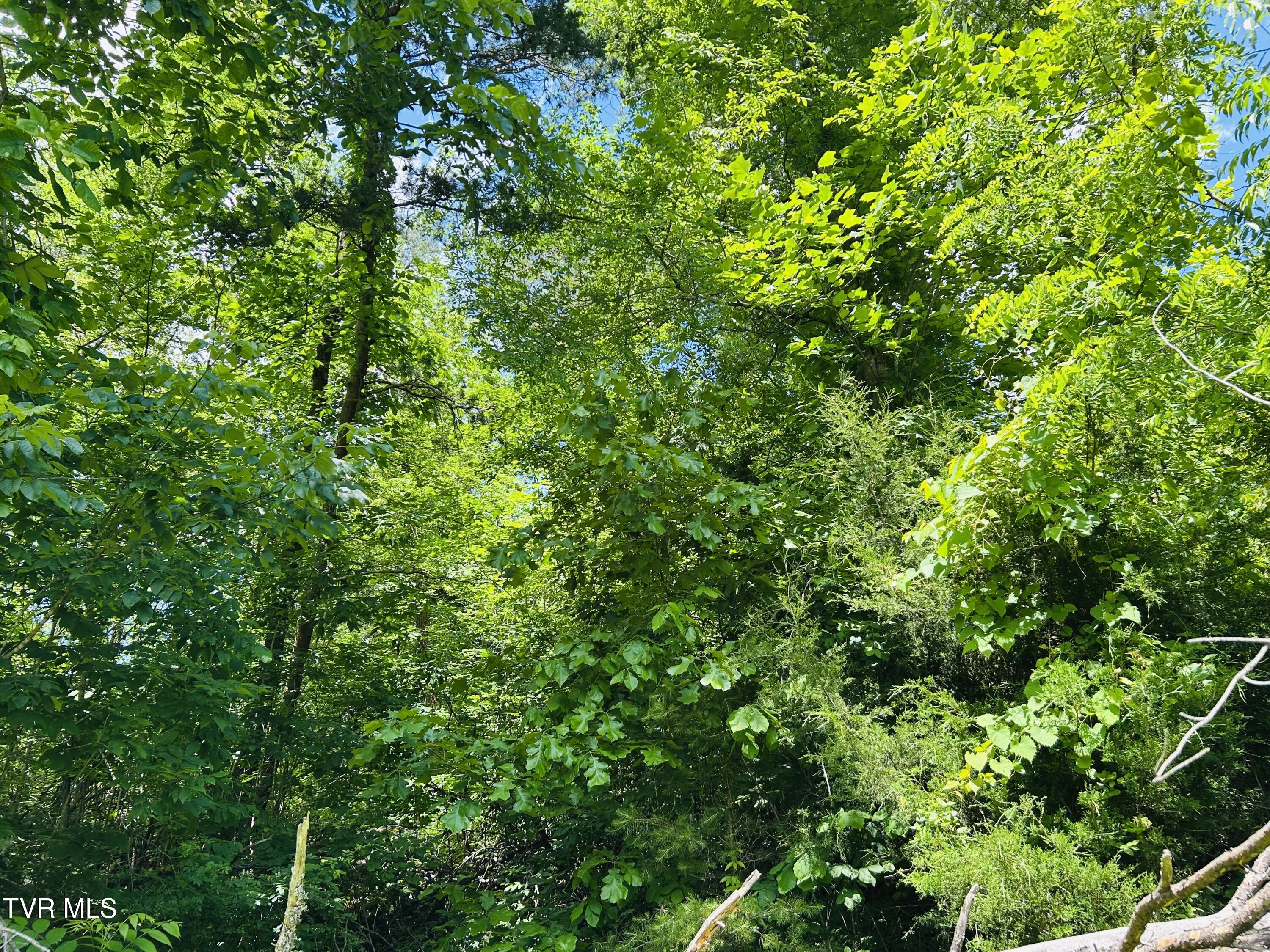 Tbd Mountain Loop Road, Thorn Hill, Tennessee image 5