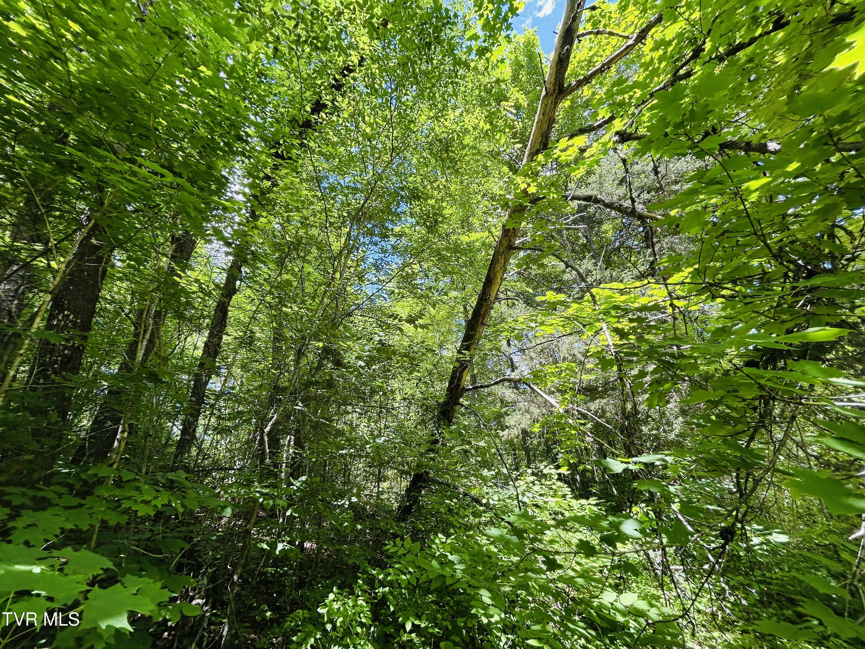 Tbd Mountain Loop Road, Thorn Hill, Tennessee image 14