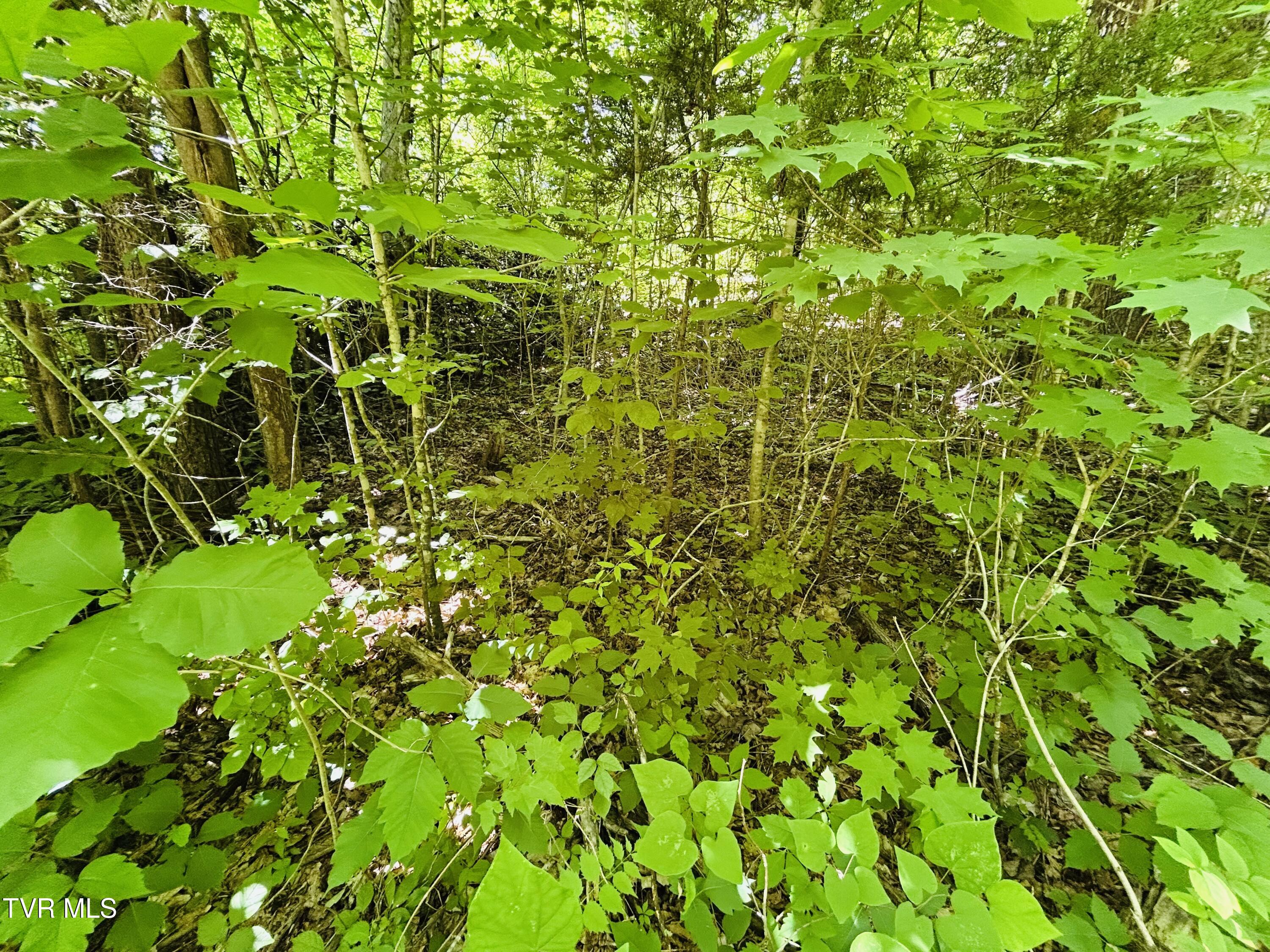 Tbd Mountain Loop Road, Thorn Hill, Tennessee image 15