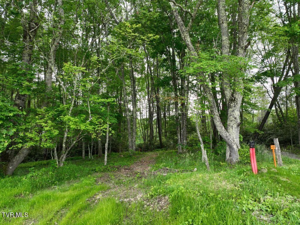 Photo of 1776 Ripshin Mountain Road, Roan Mountain, TN 37687 (MLS # 9992742)
